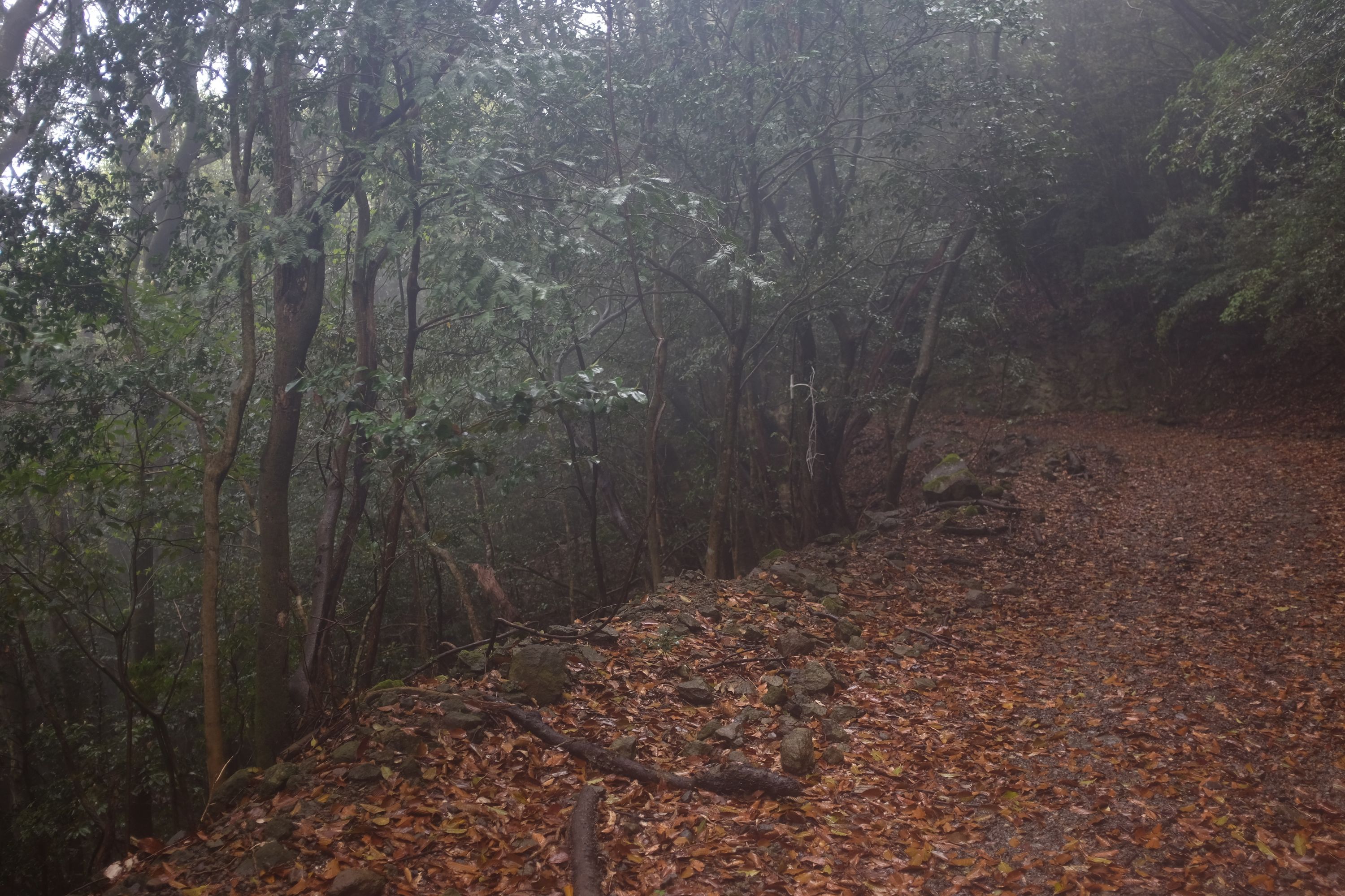 A path in a forest covered with brown leaves left over from autumn.