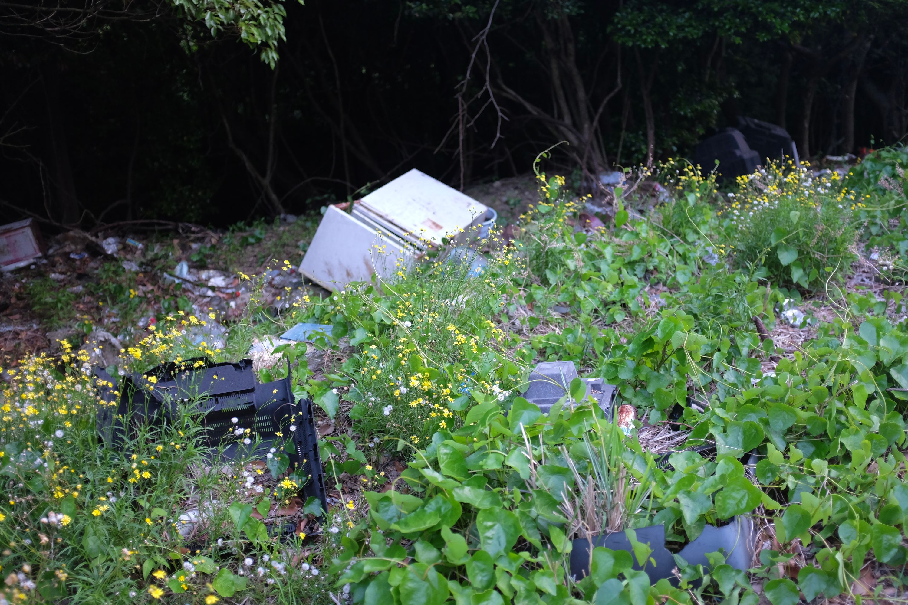 Discarded appliances, like a TV and a refrigerator, poke out of the flowering undergrowth.