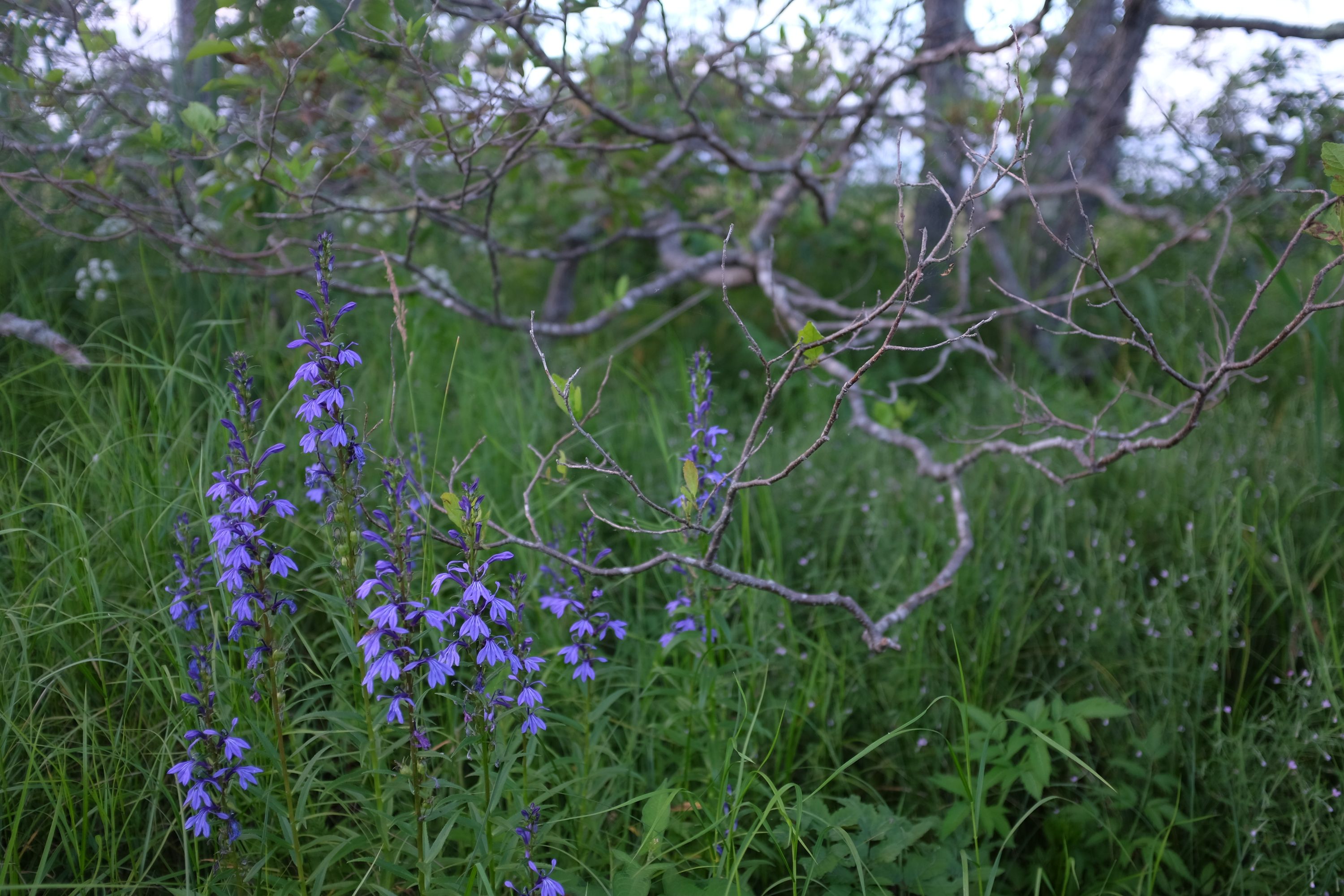 More blue flowers in a meadow.