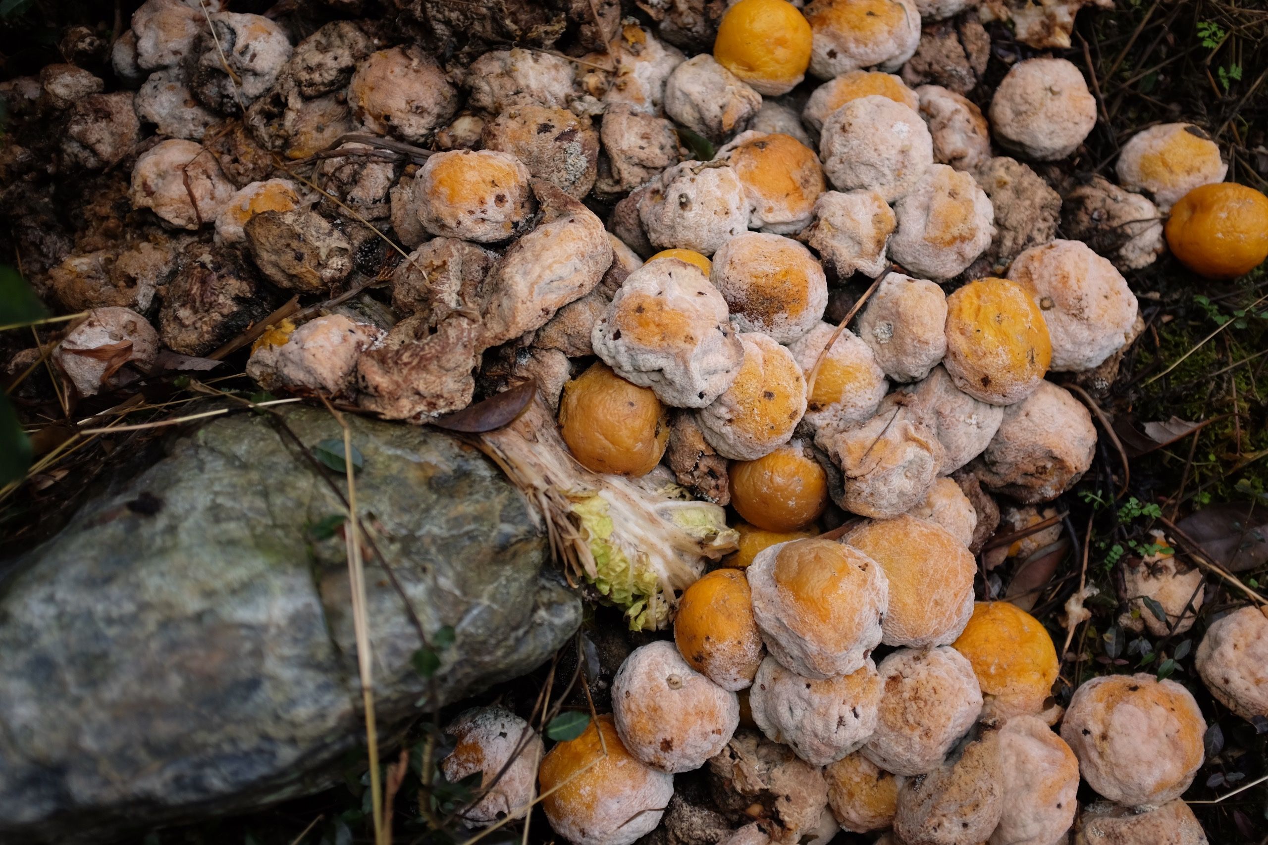 A large pile of rotting oranges in the undergrowth.