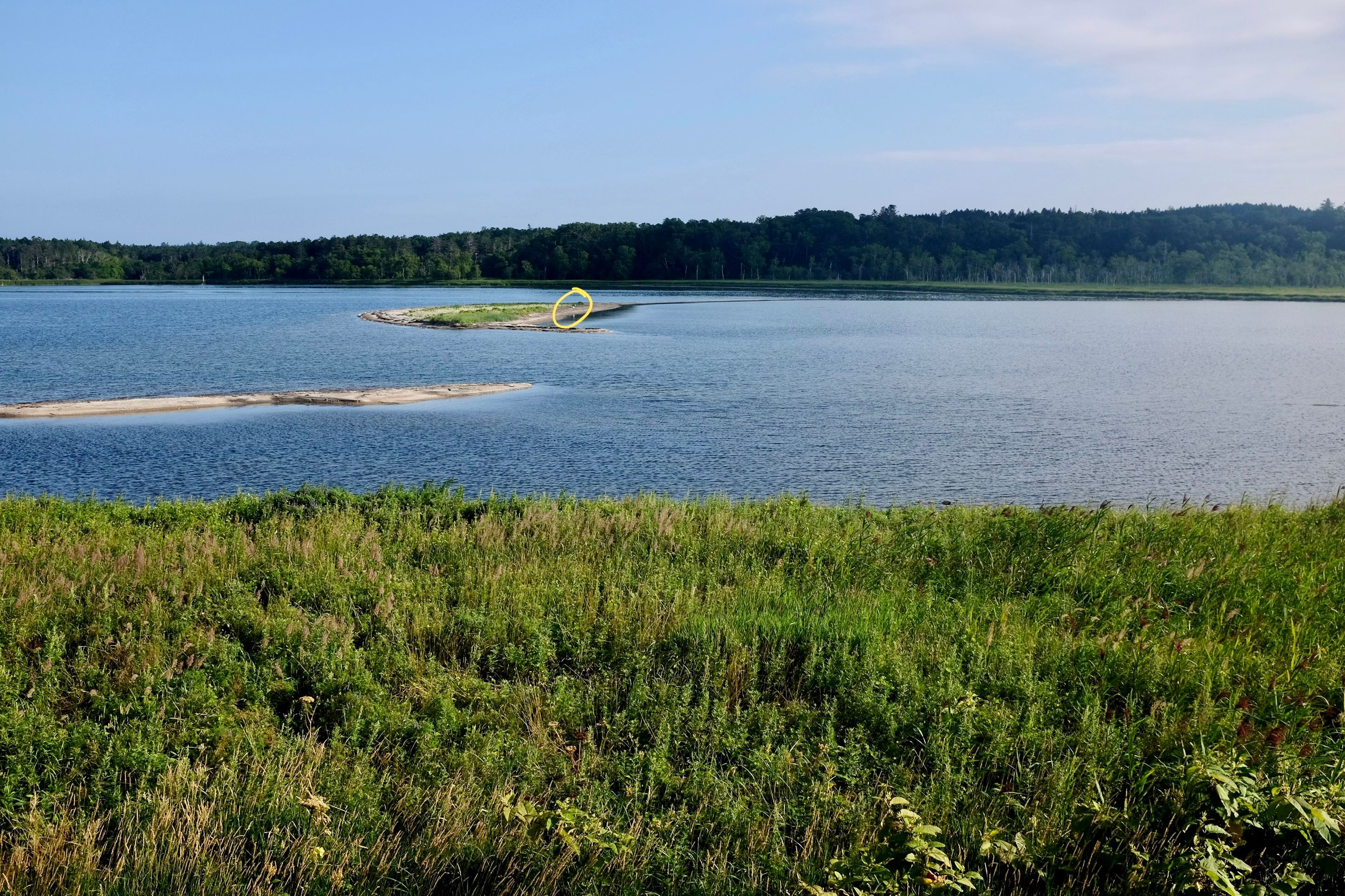 A red-crowned crane on a sandbar in an inlet.