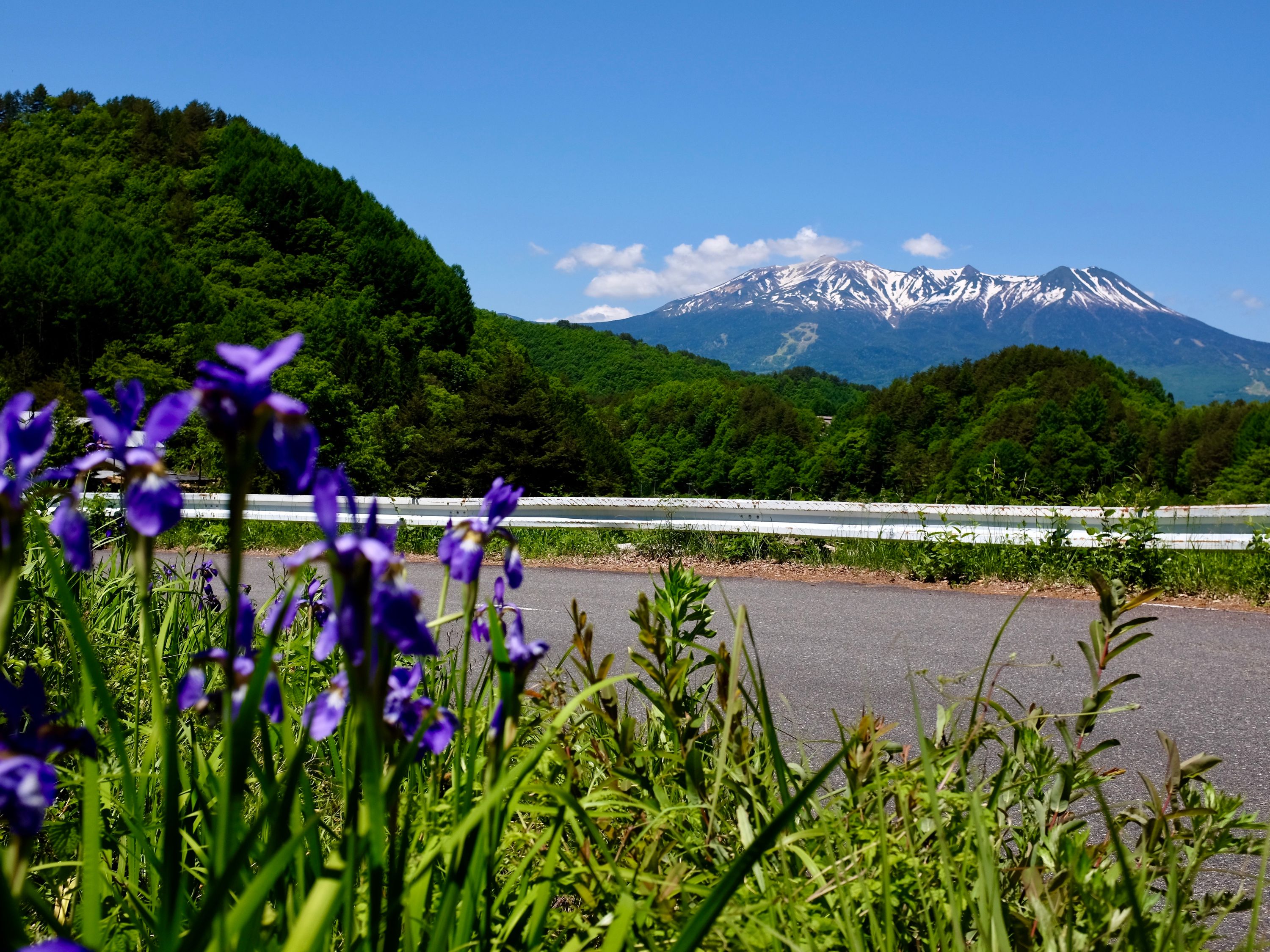 Mount Ontake against forested hillsides and purple irises in the foreground.
