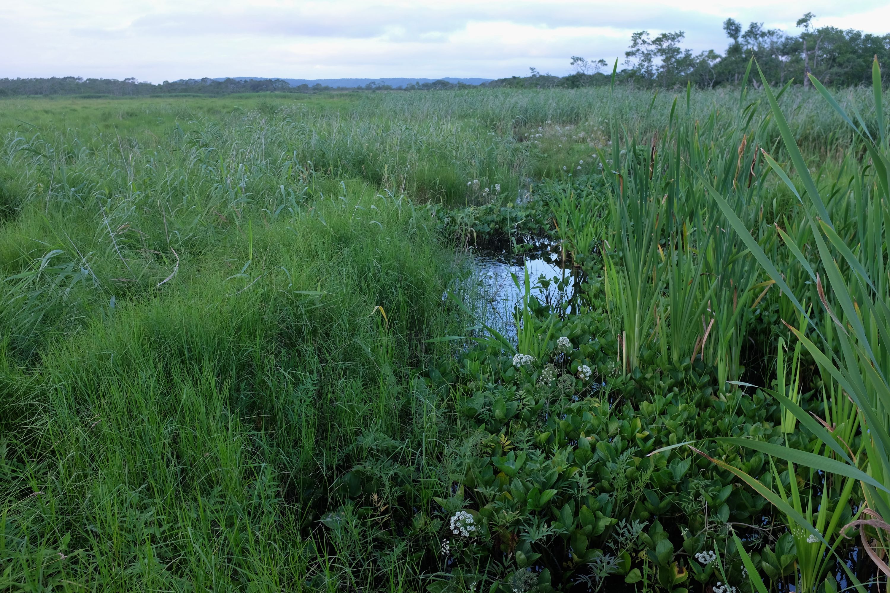 Water pools in the meadow.