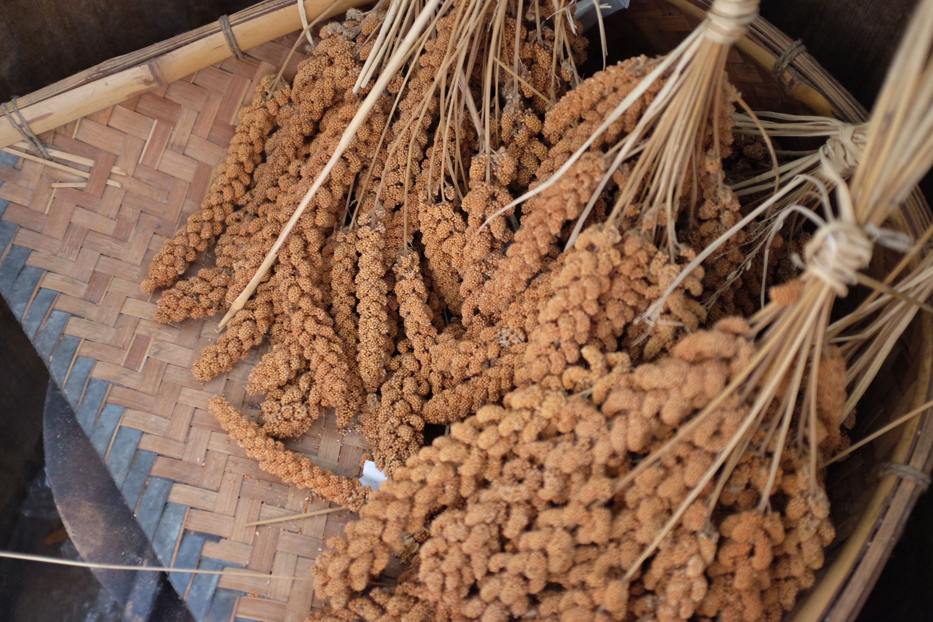 Heads of millet in a woven basket.