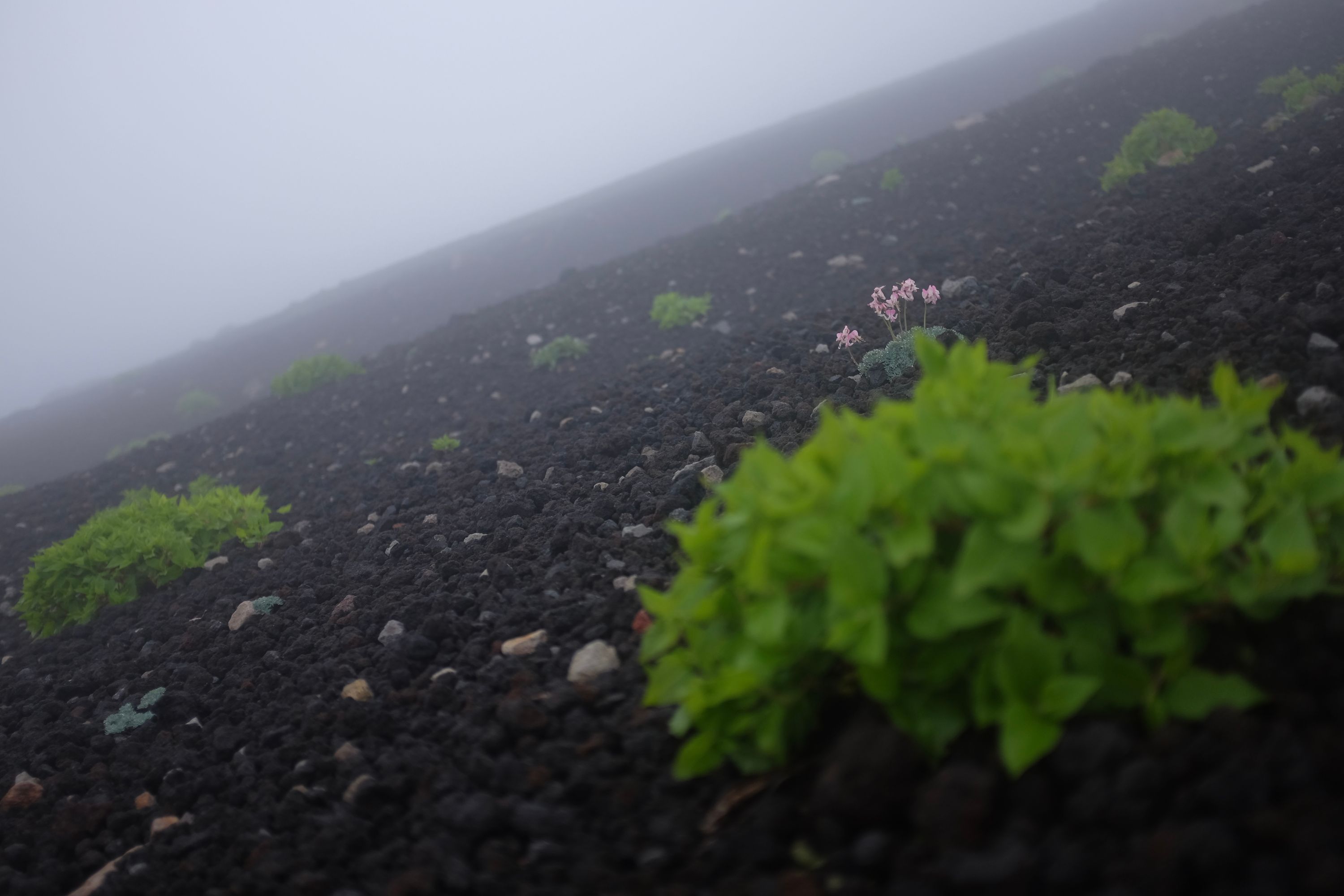 Komakusa, small pink flowers, bloom on a scree slope.