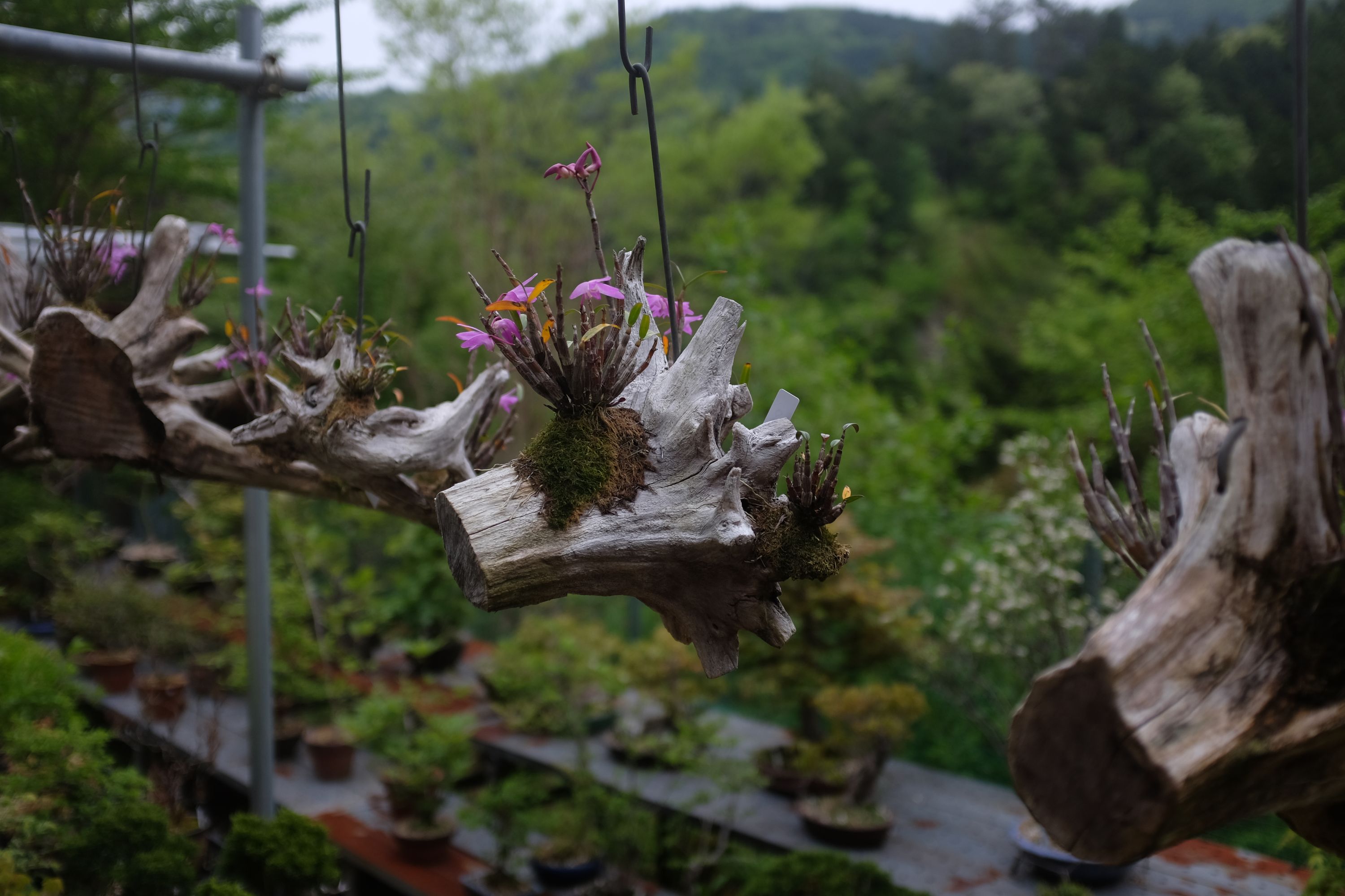 Pink orchids and mosses carefully planted into old tree-stumps hang from the eaves of a house.