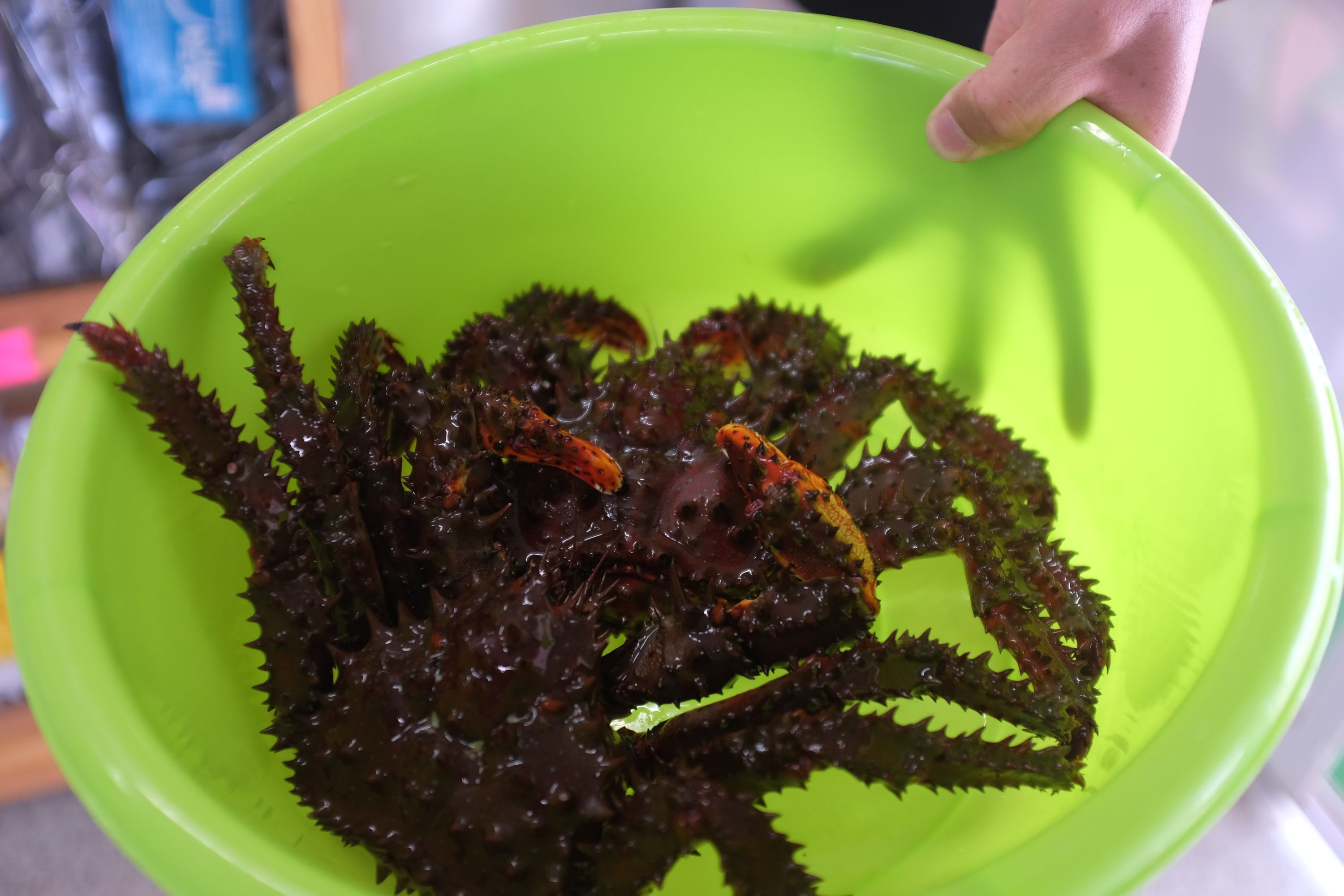 A large spiky crab in a lime green bowl, with the silhouette of the hand of the person holding it visible through the bowl.