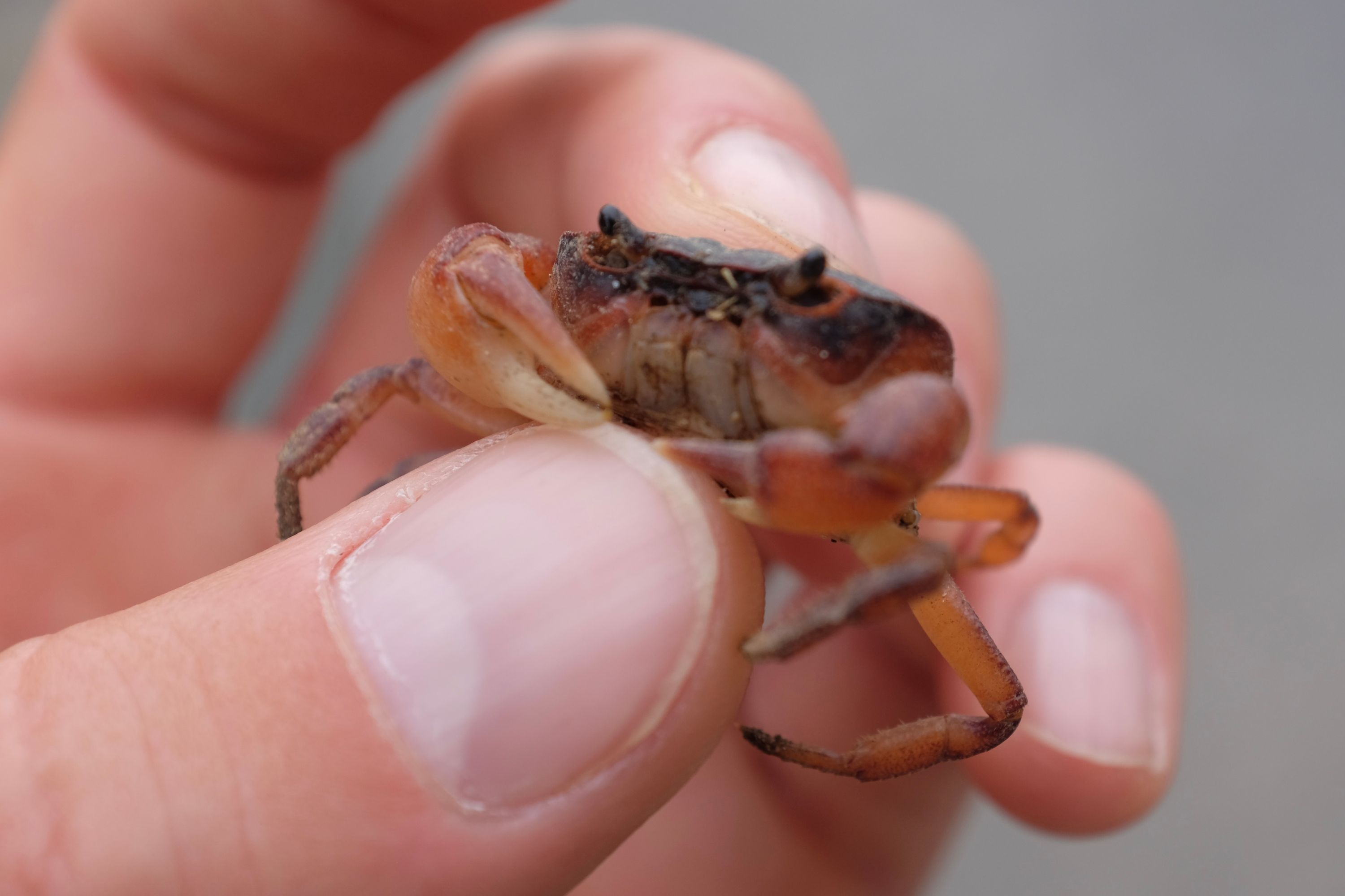 The author holds a small land crab in his left hand.