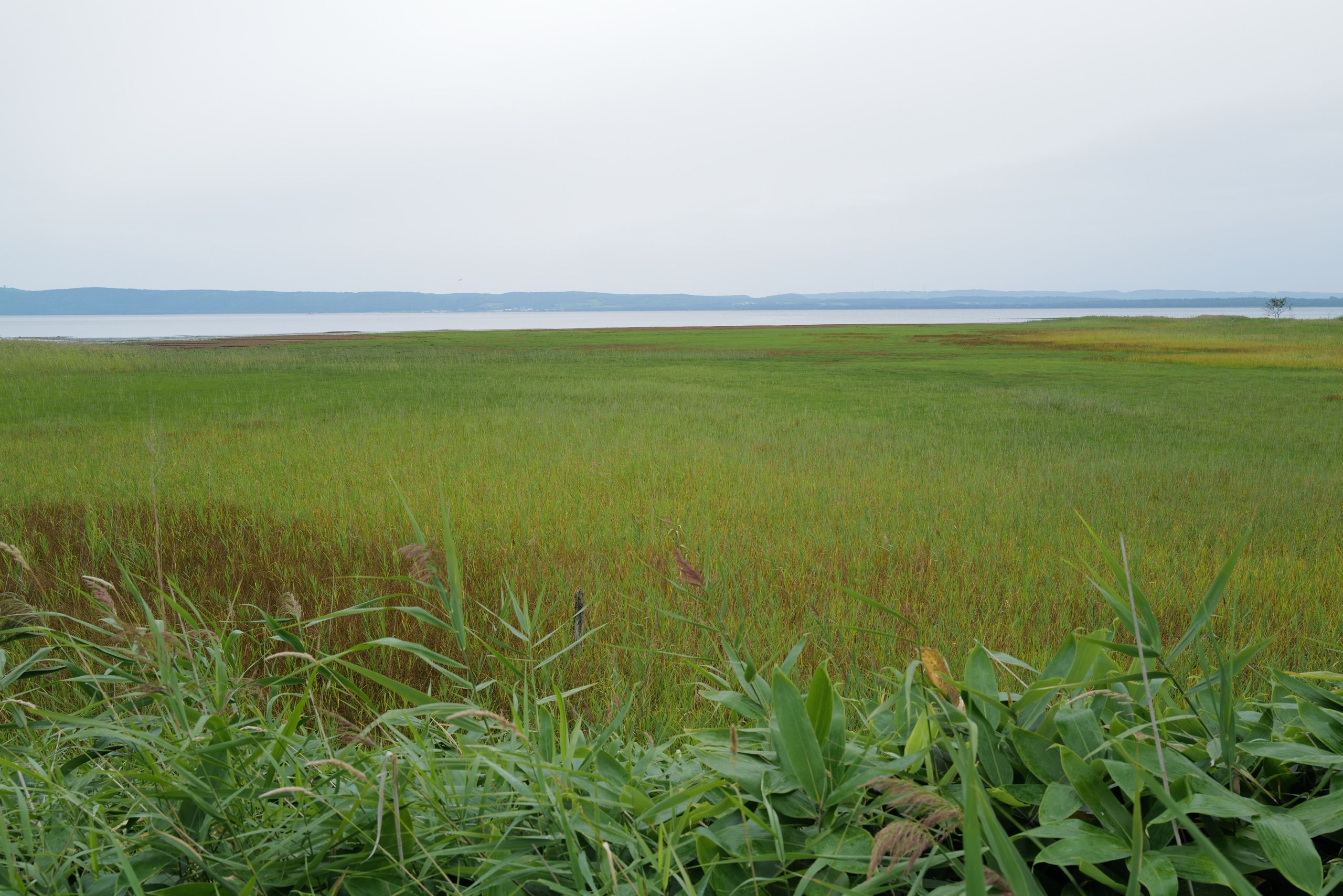 Looking out over the reeds which line the shores of a big lake