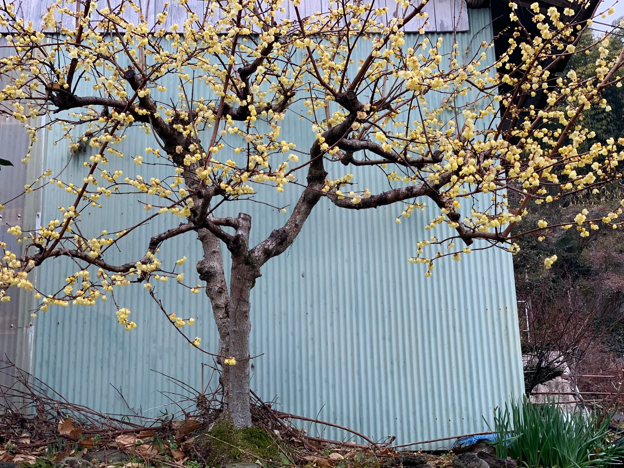 A tree in yellow bloom.