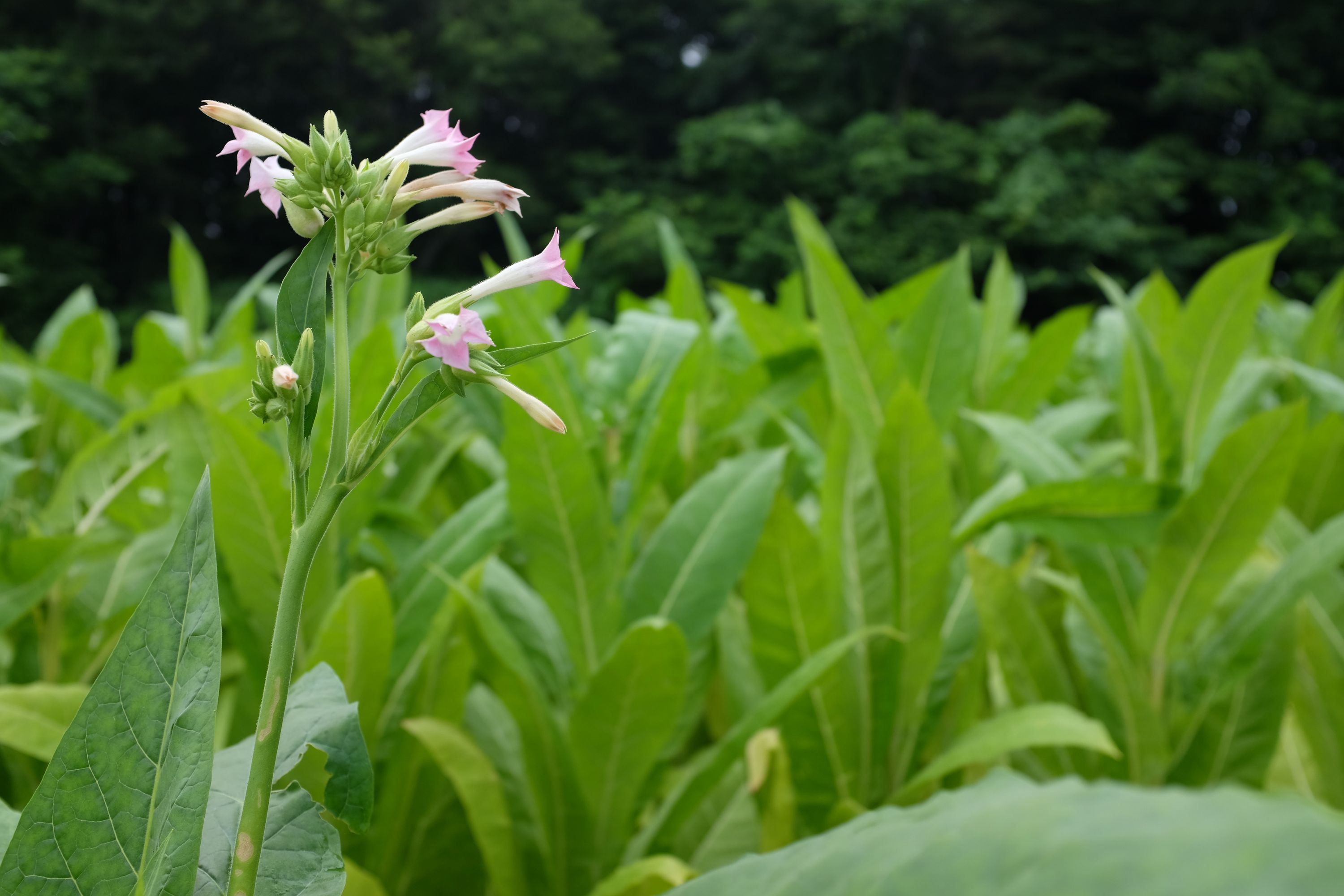 Closeup of a tobacco field, with one plant in pink bloom.