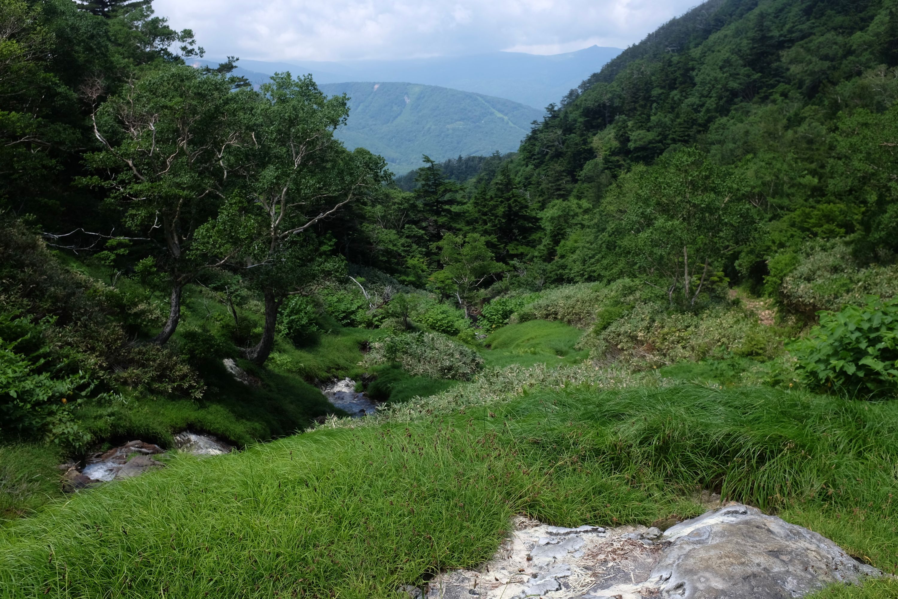 A meadow by a stream in a forest.