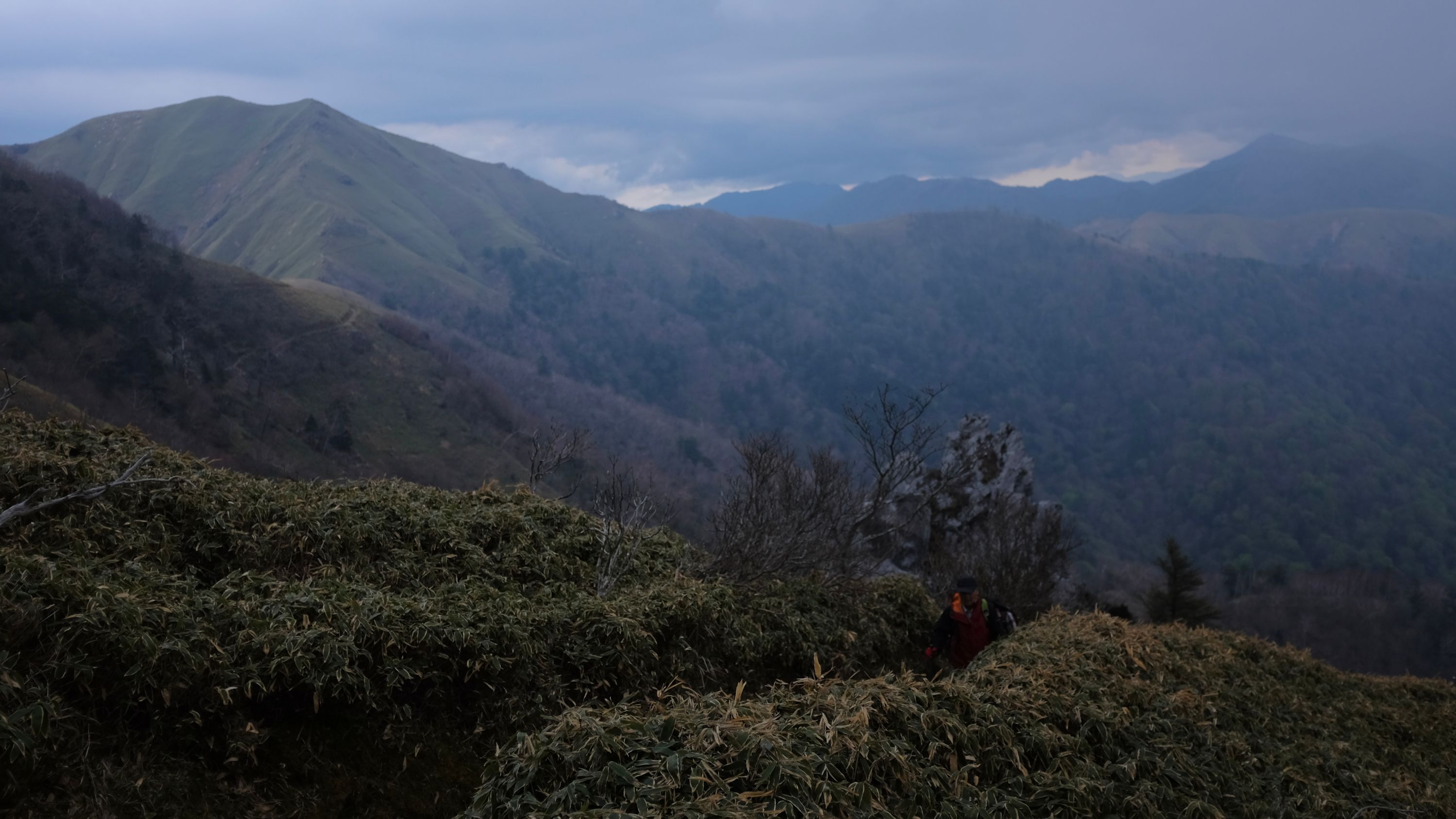 A man walks up a path in dense bamboo grass, with rolling forested hills visible behind him.