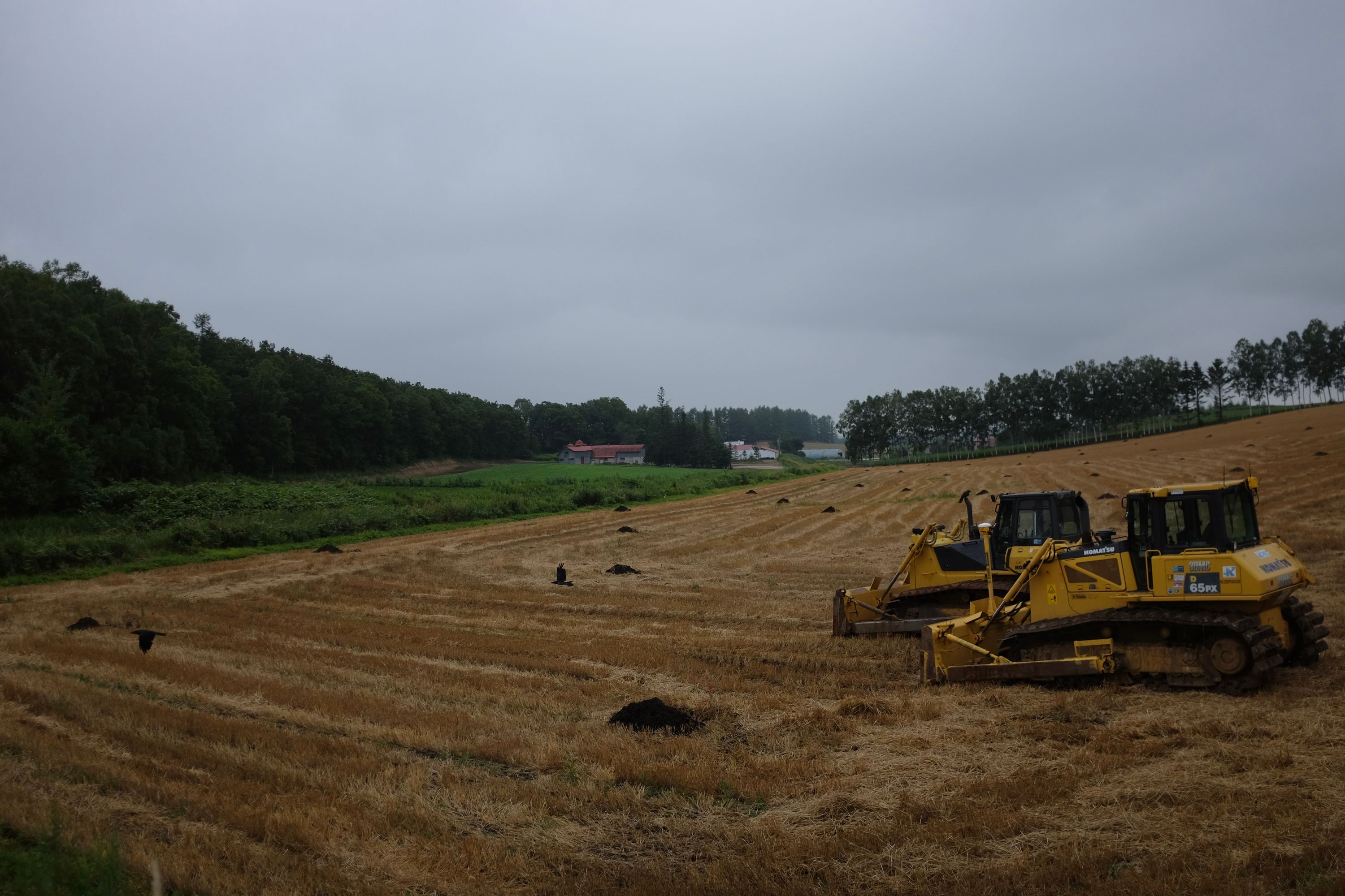 Two yellow excavators parked in a wheat field.