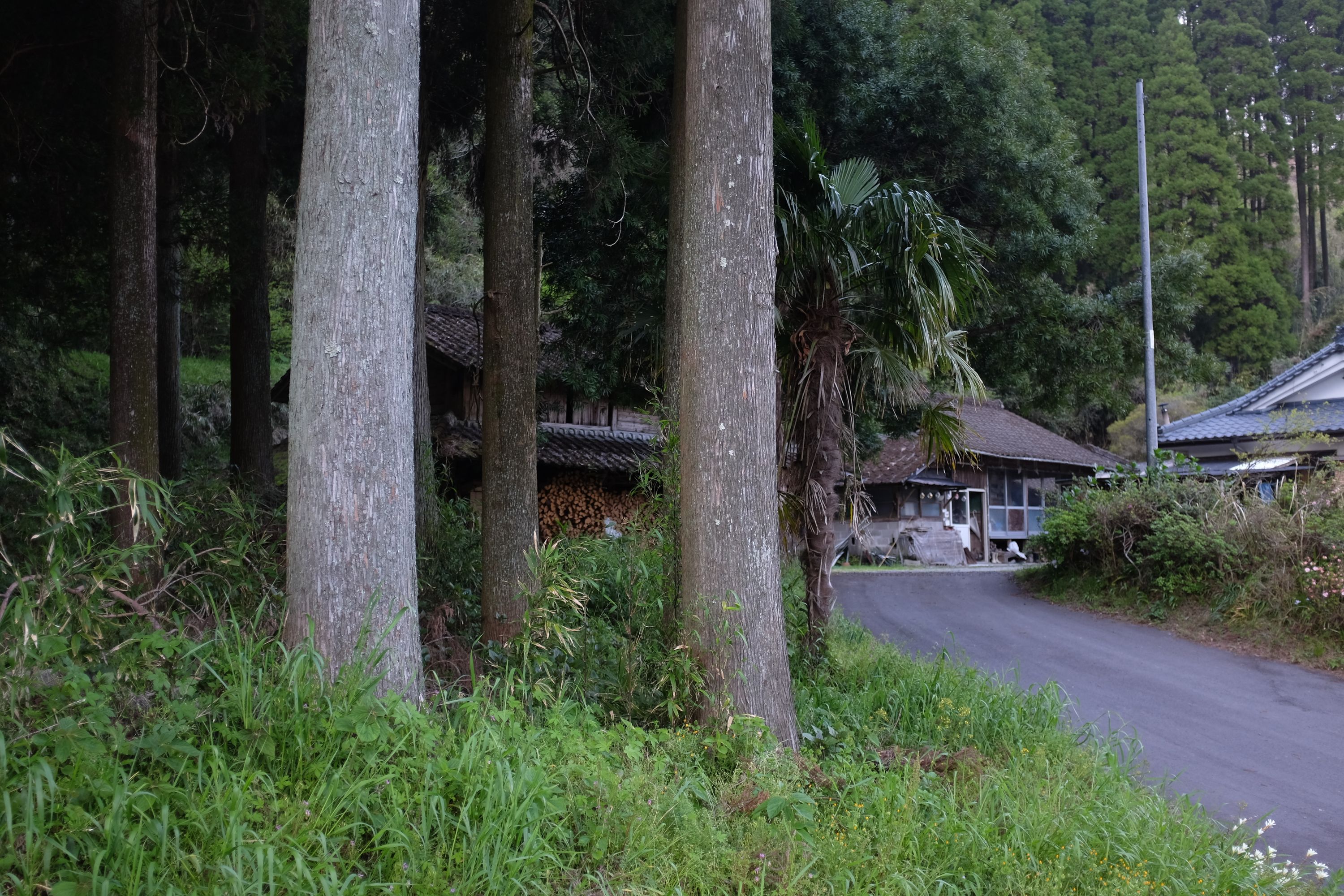 A Japanese house in a forest at the edge of a narrow road.