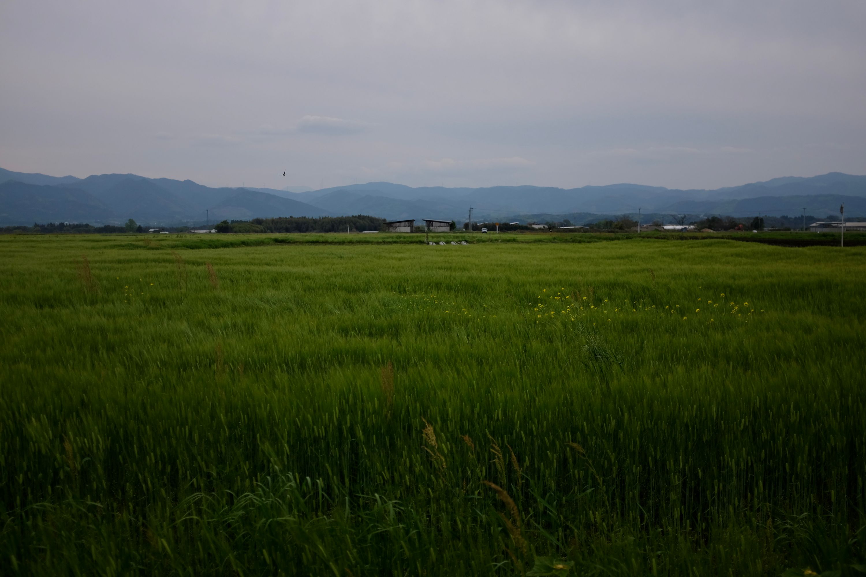 Green fields of rice against a background of mountains.
