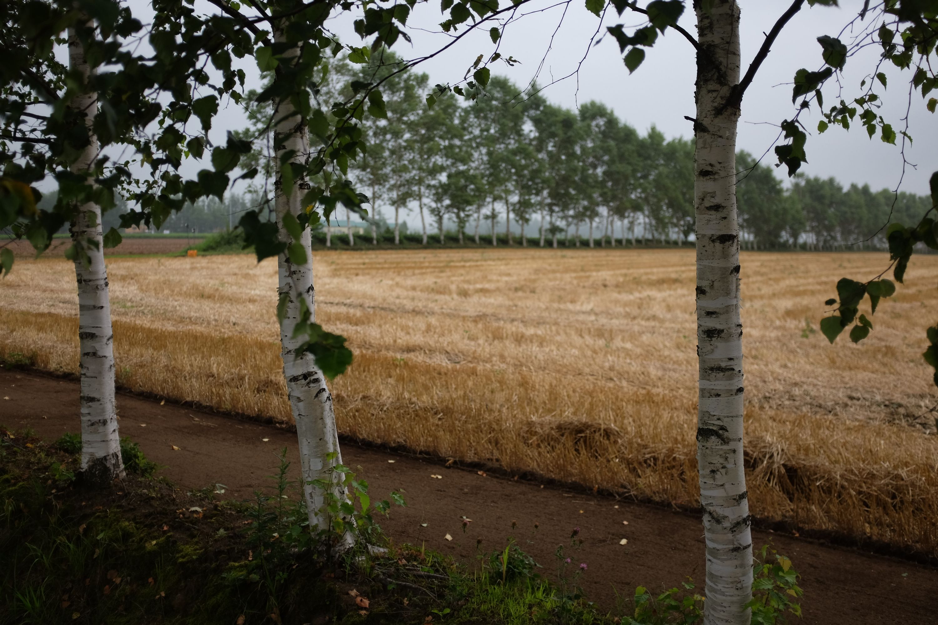 Three birch trees by a wheat field.