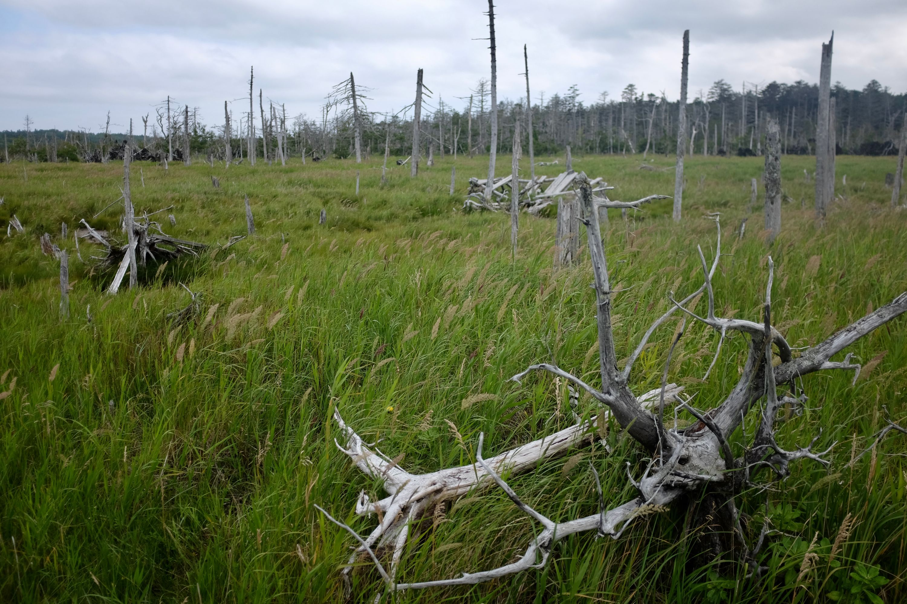 The trunks of dead trees rise from a marshy landscape.