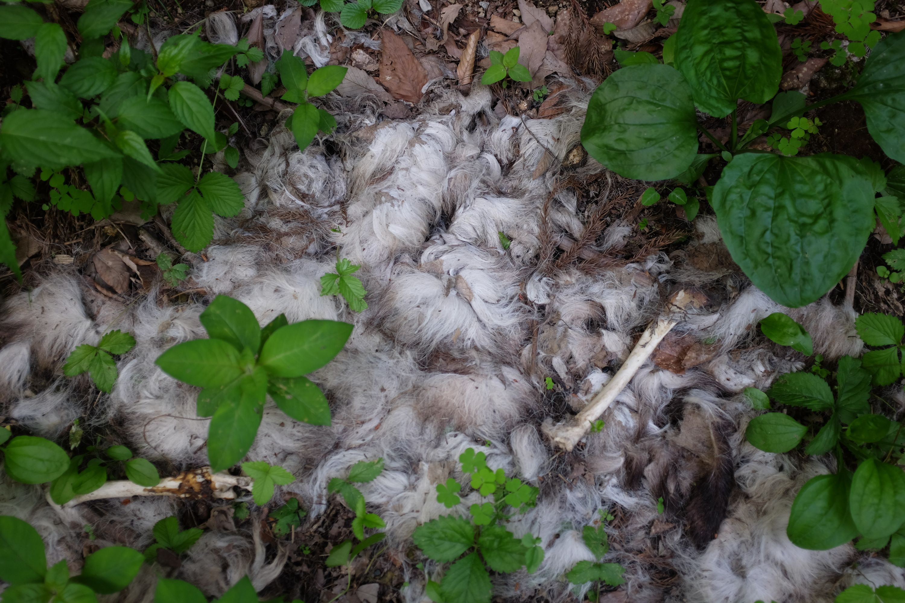 The remains of a deer in the undergrowth.