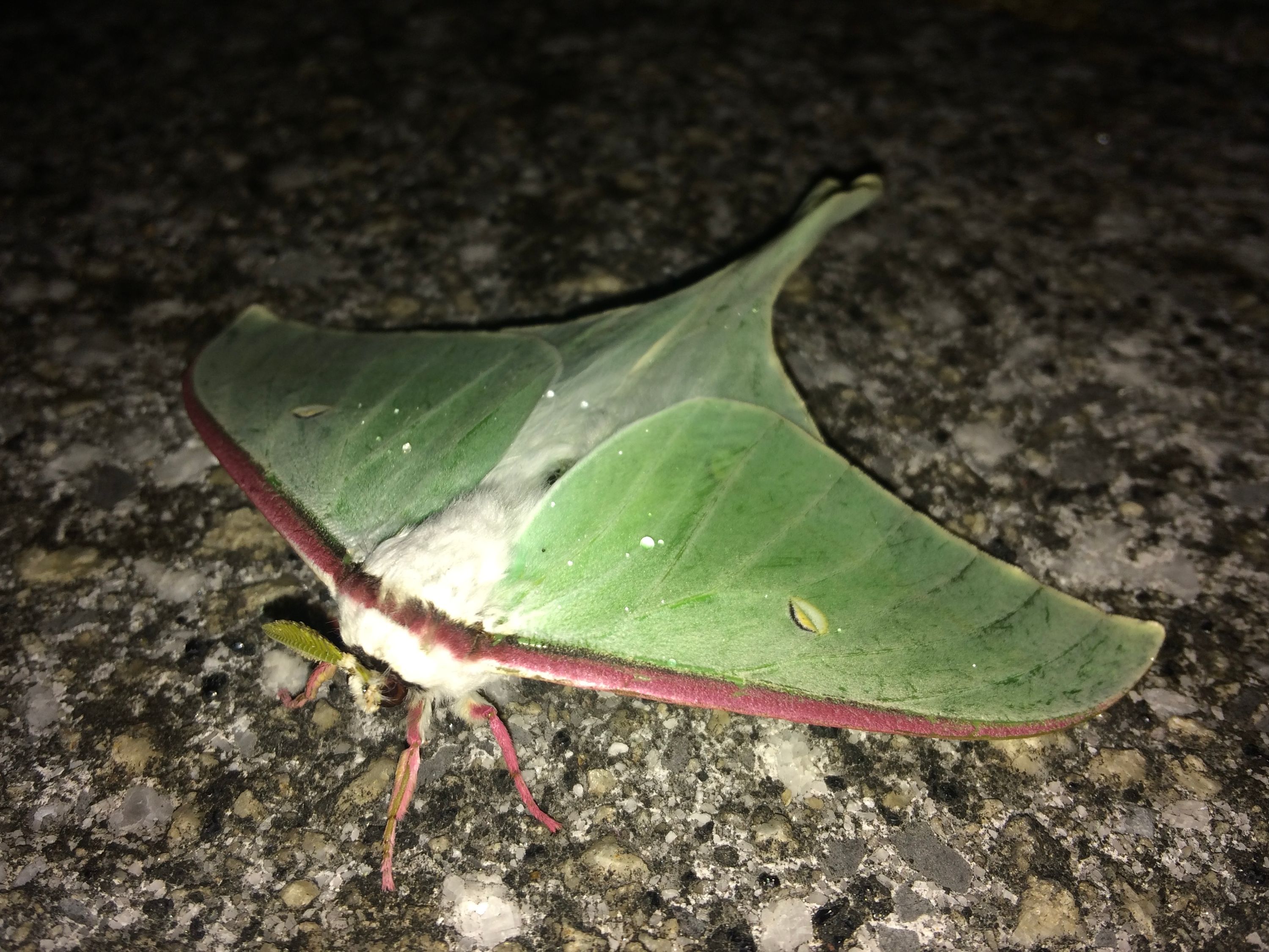 A close-up of a huge lime-green moth lit with a flash.