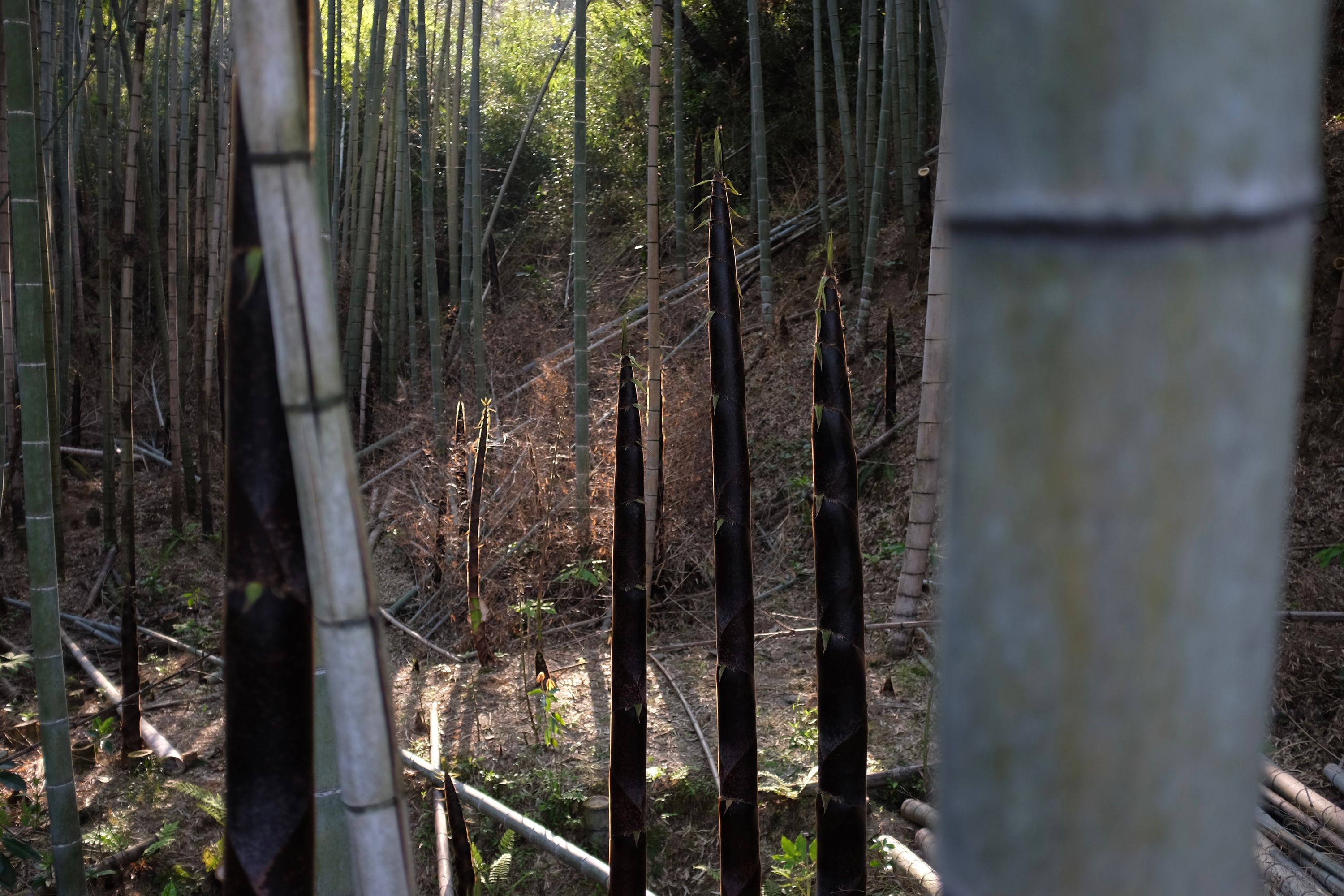 Bamboo shoots in the slanting afternoon light.