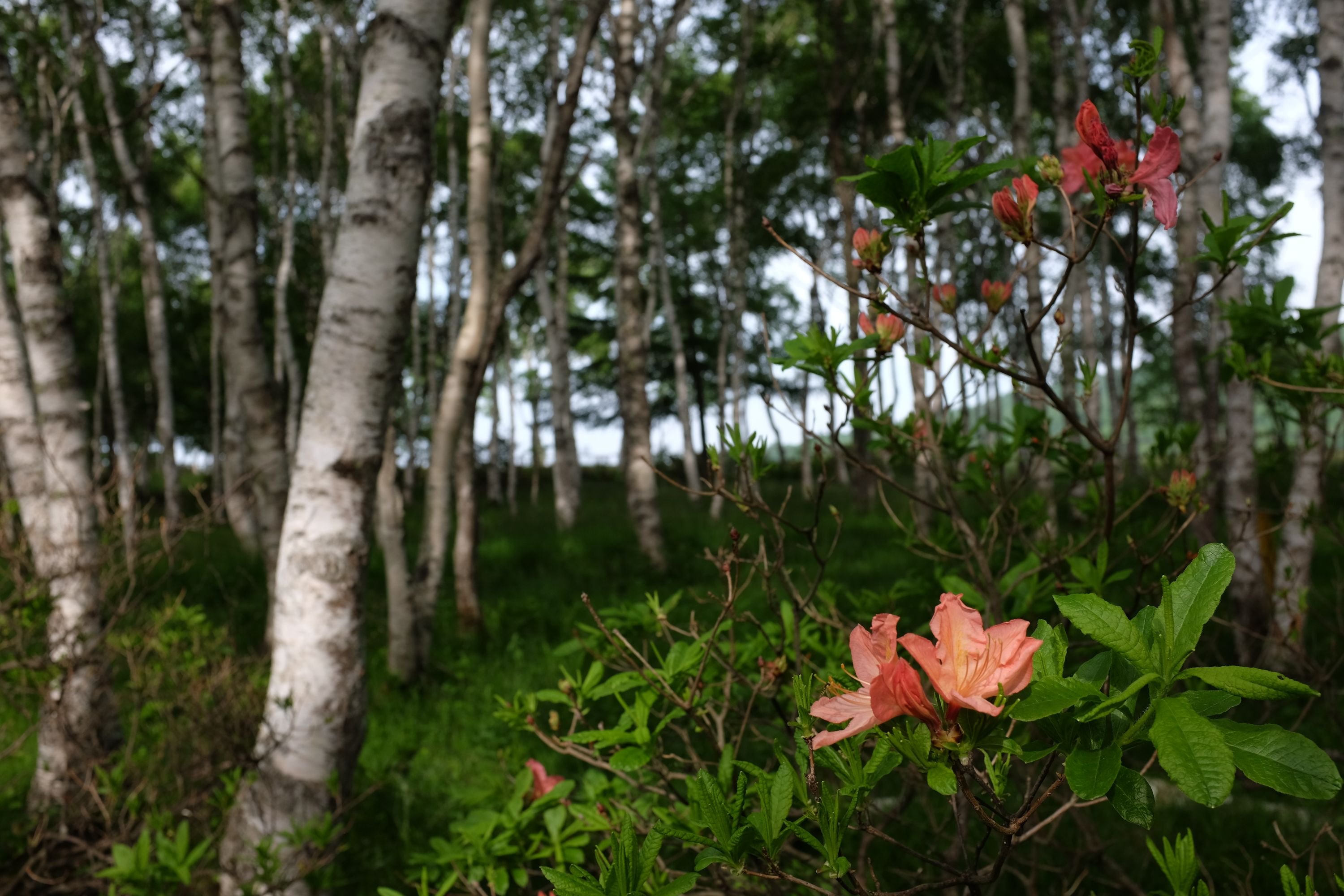 An undergrowth of salmon-colored azaleas in a birch forest.