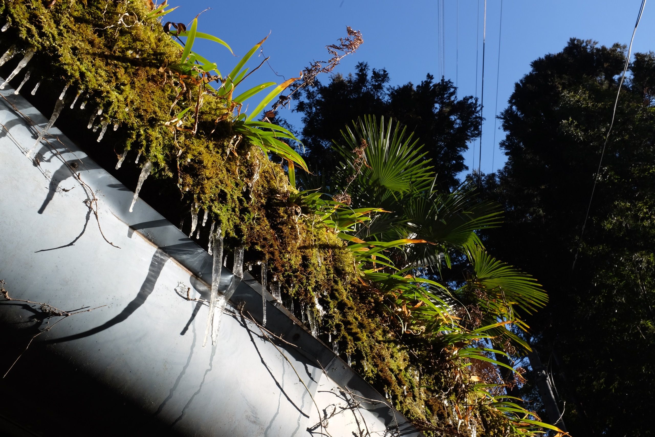 Icicles hanging from a rooftop garden of mosses and palms against a blue sky.