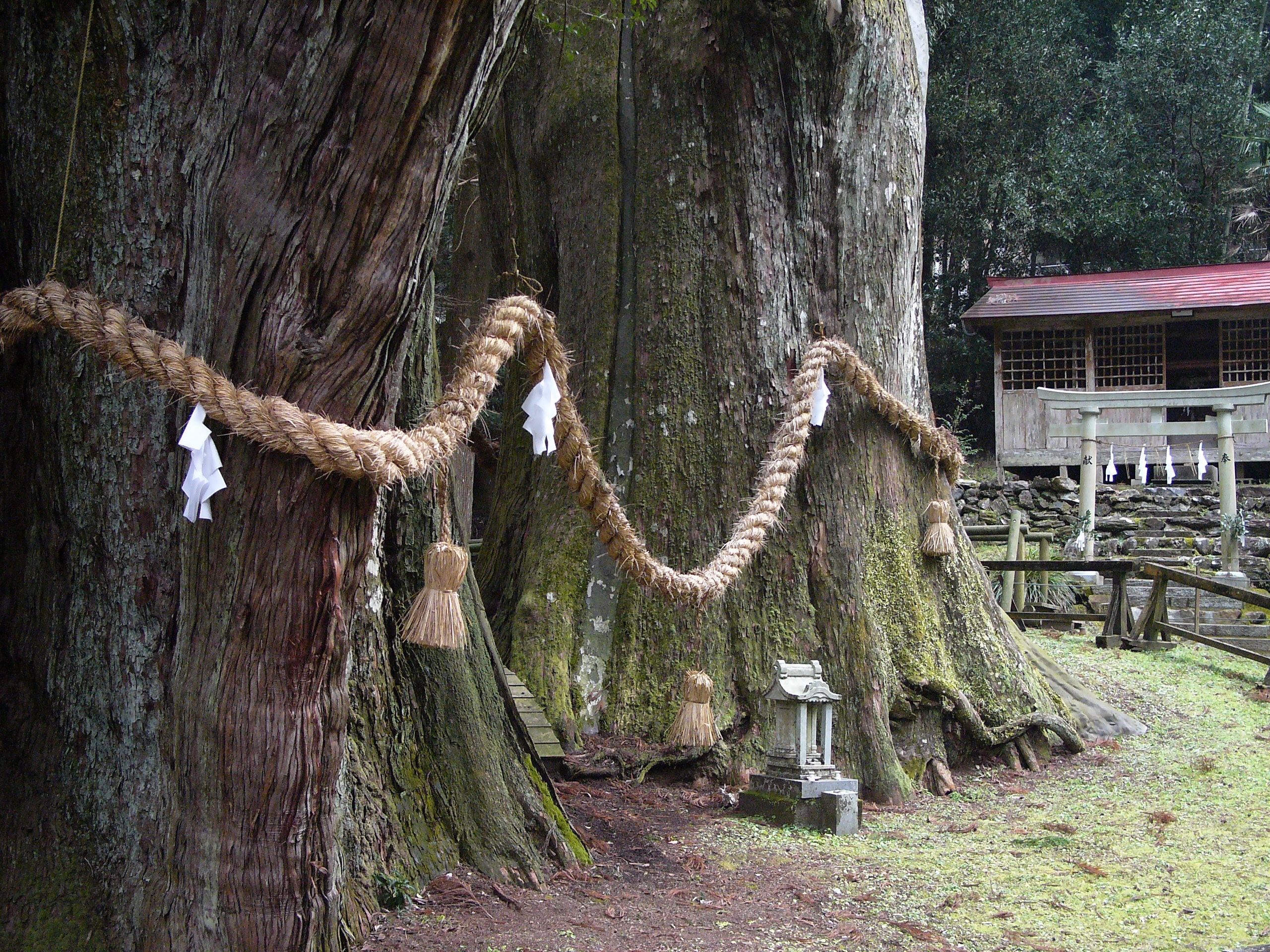 The trunks of two absolutely enormous trees, the great cedars of Ōsugi, wrapped in rope and hung with white paper strips to indicate that they are gods.