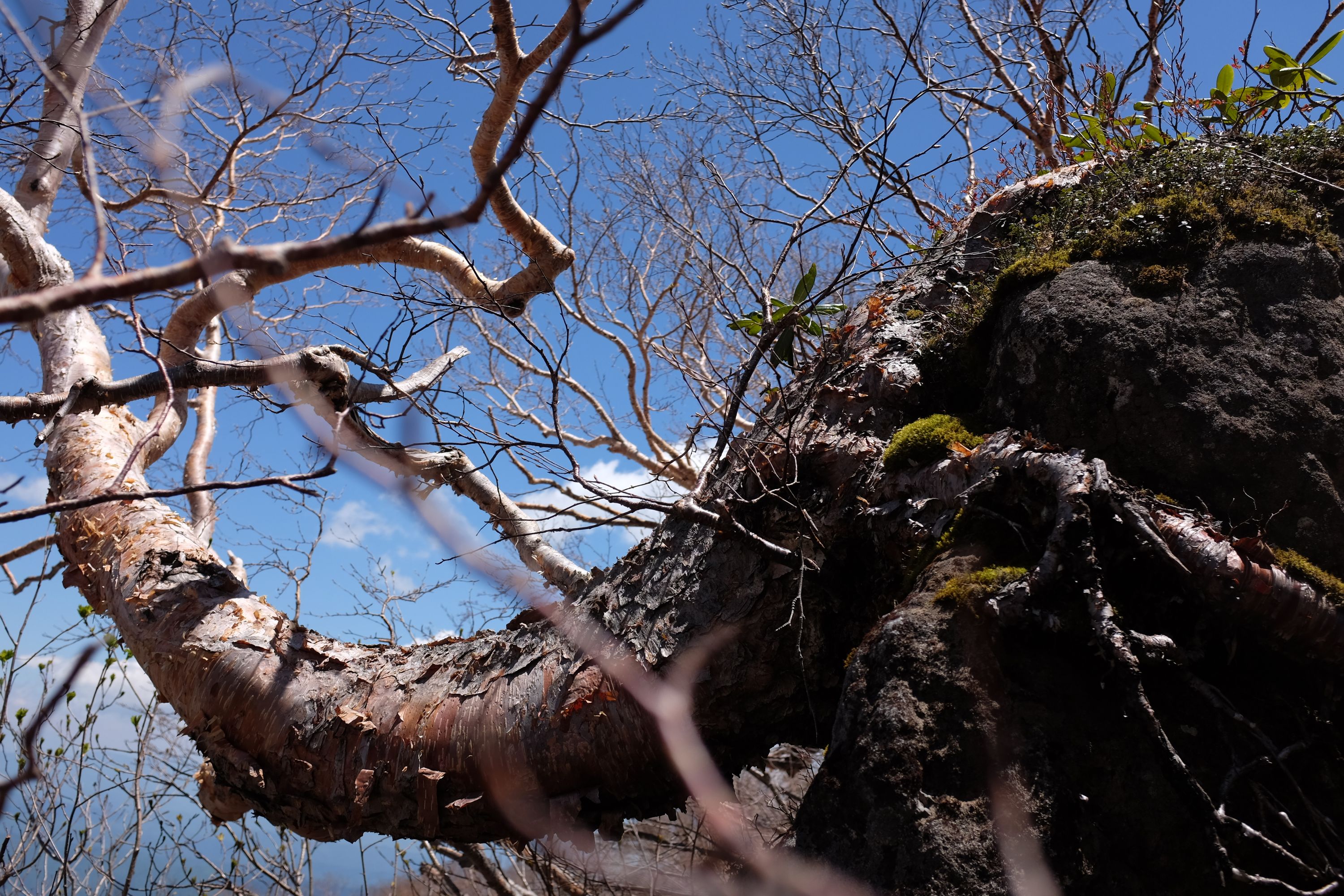 The trunk of a birch on a mountain bends towards the valley.