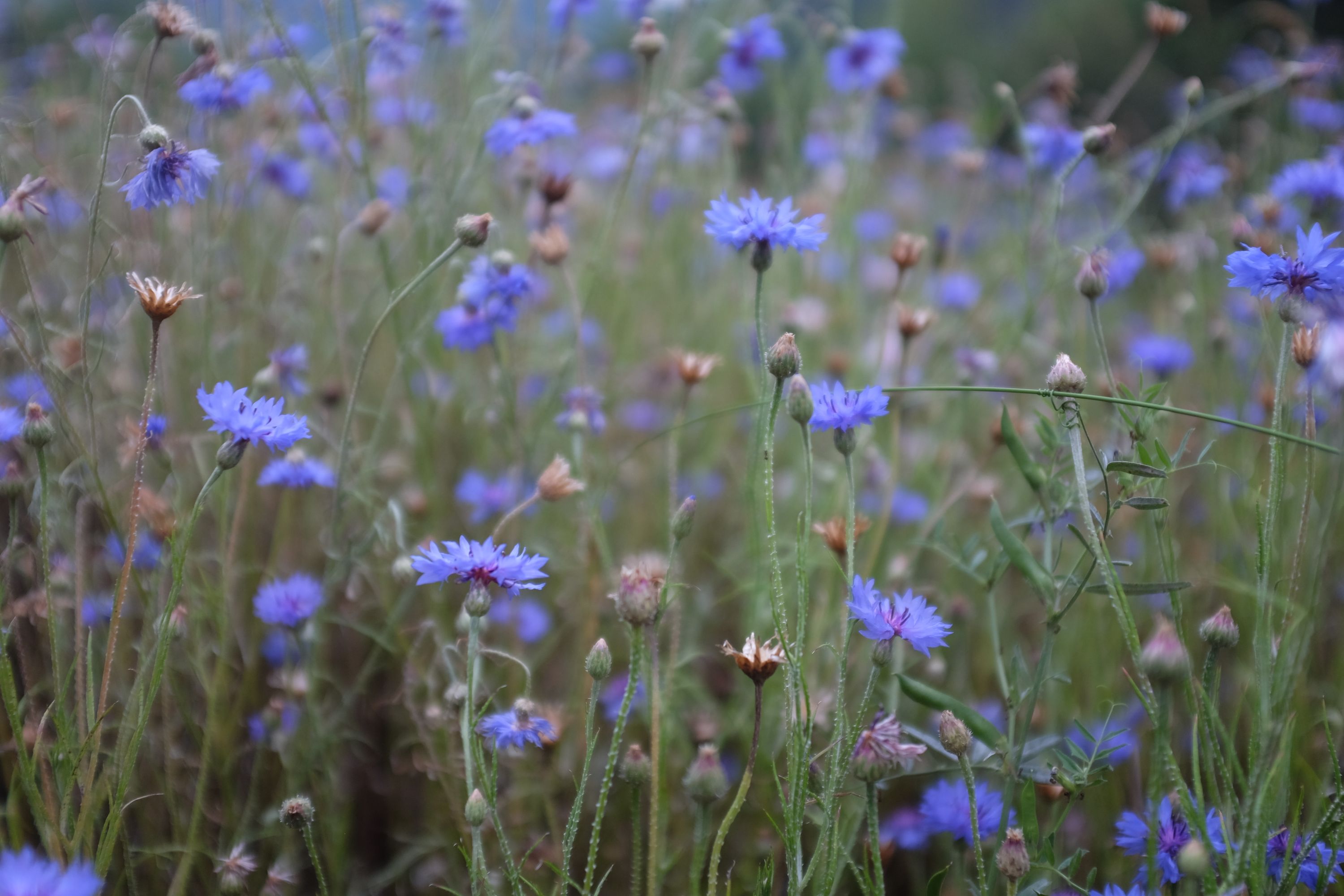 Closeup of a field of cornflowers.