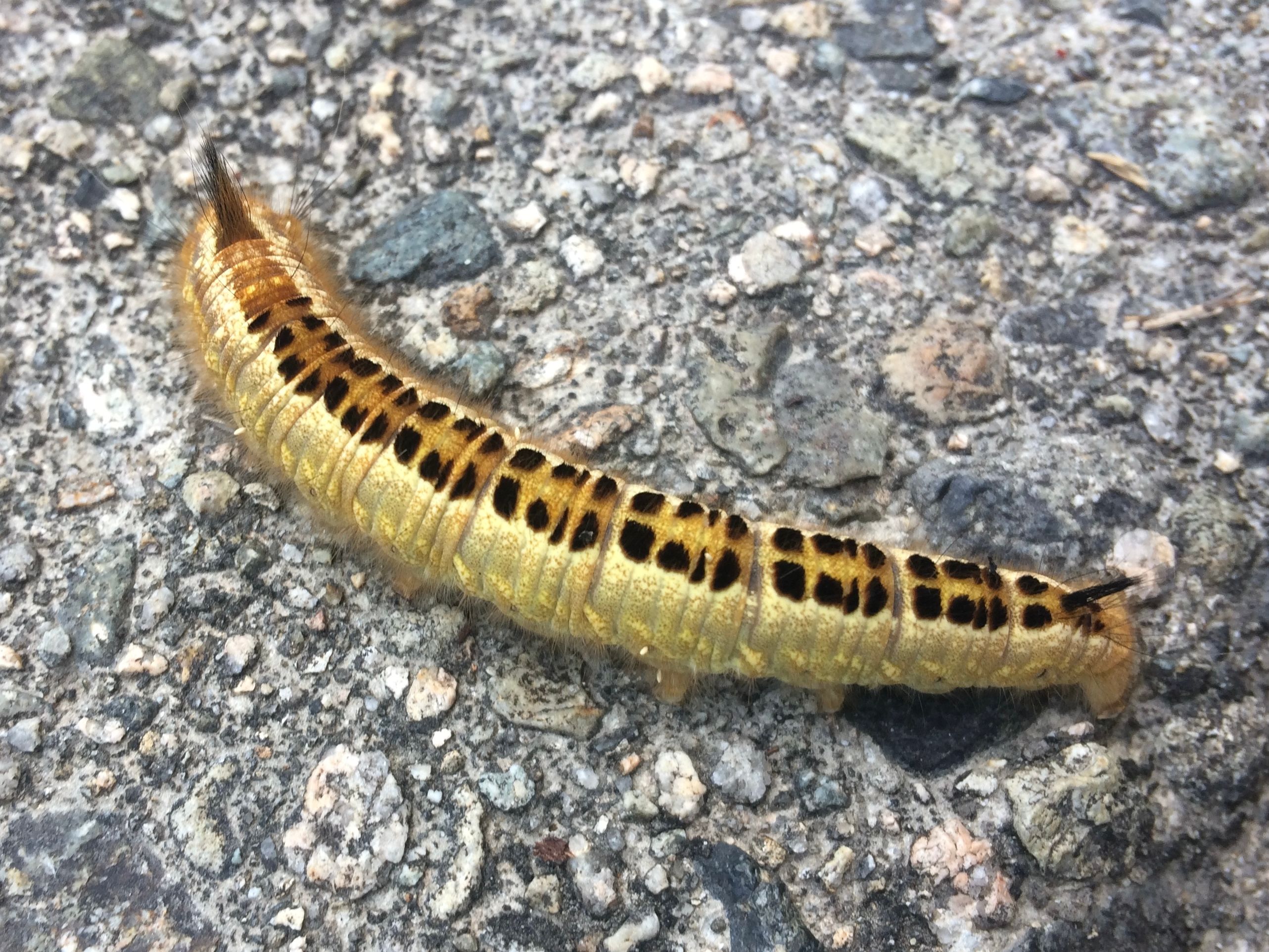 A large yellow caterpillar with yellow and black spots on its back.