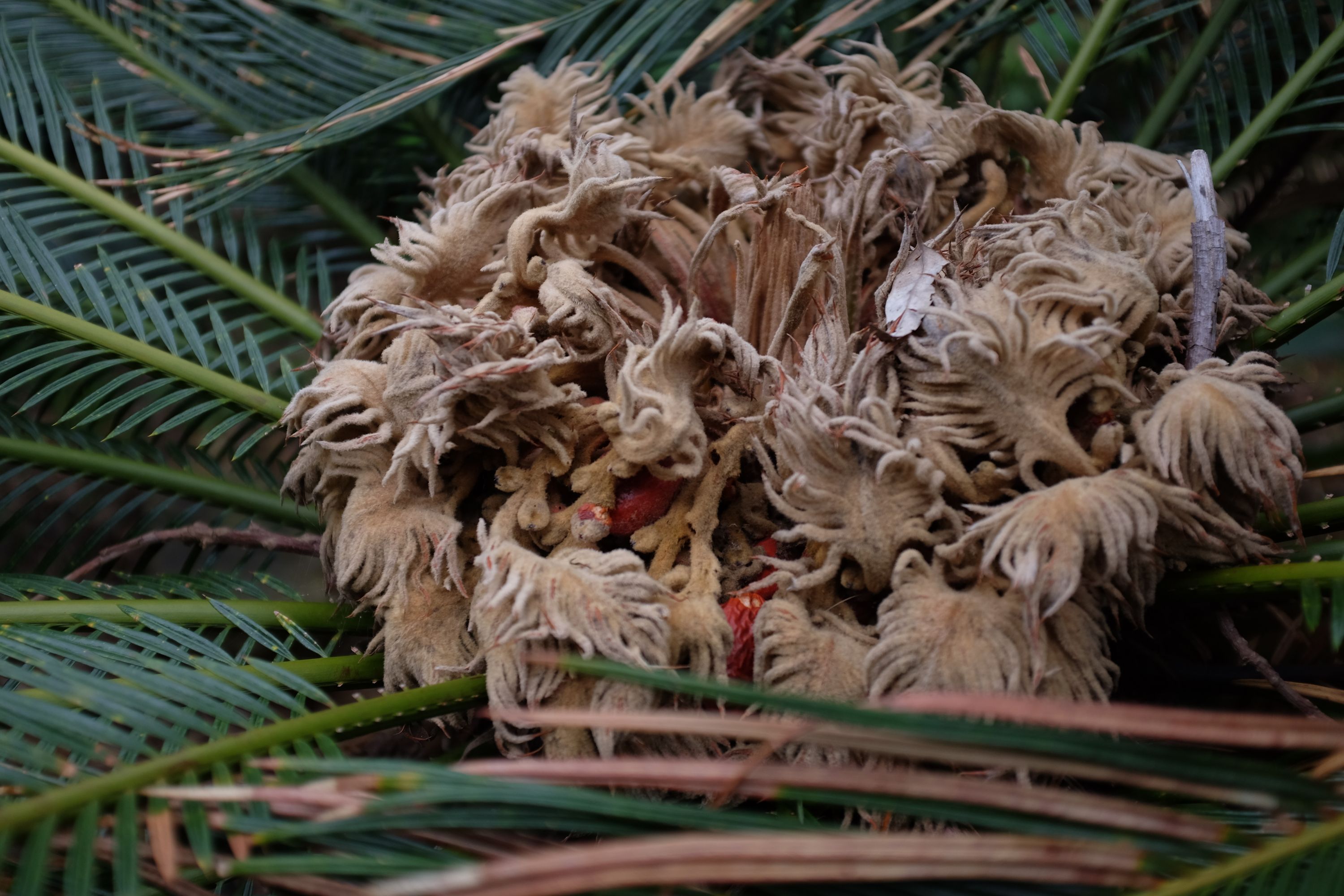 Closeup of a flowering cycad.