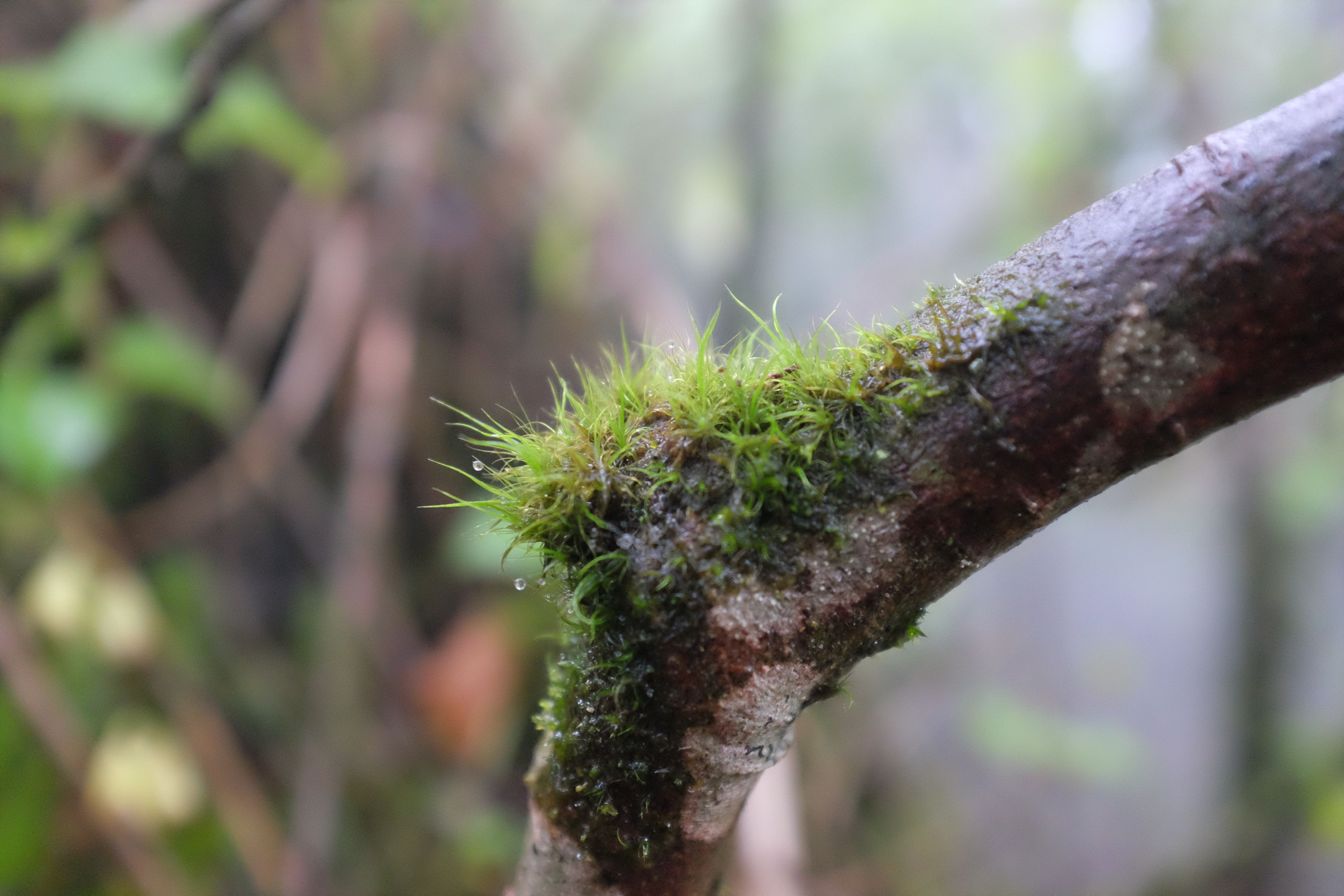 Moss growing on a branch.