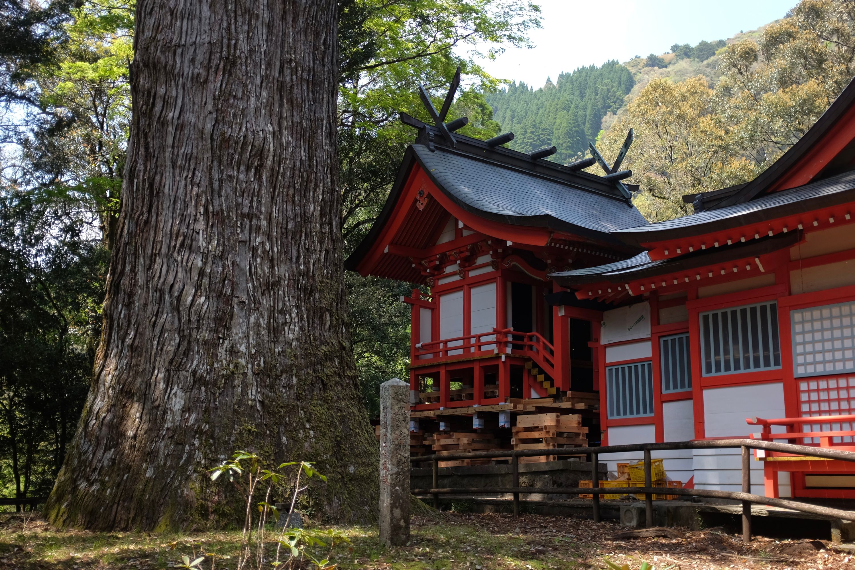 A red Shinto shrine is dwarfed by the trunk of an enormous cedar.