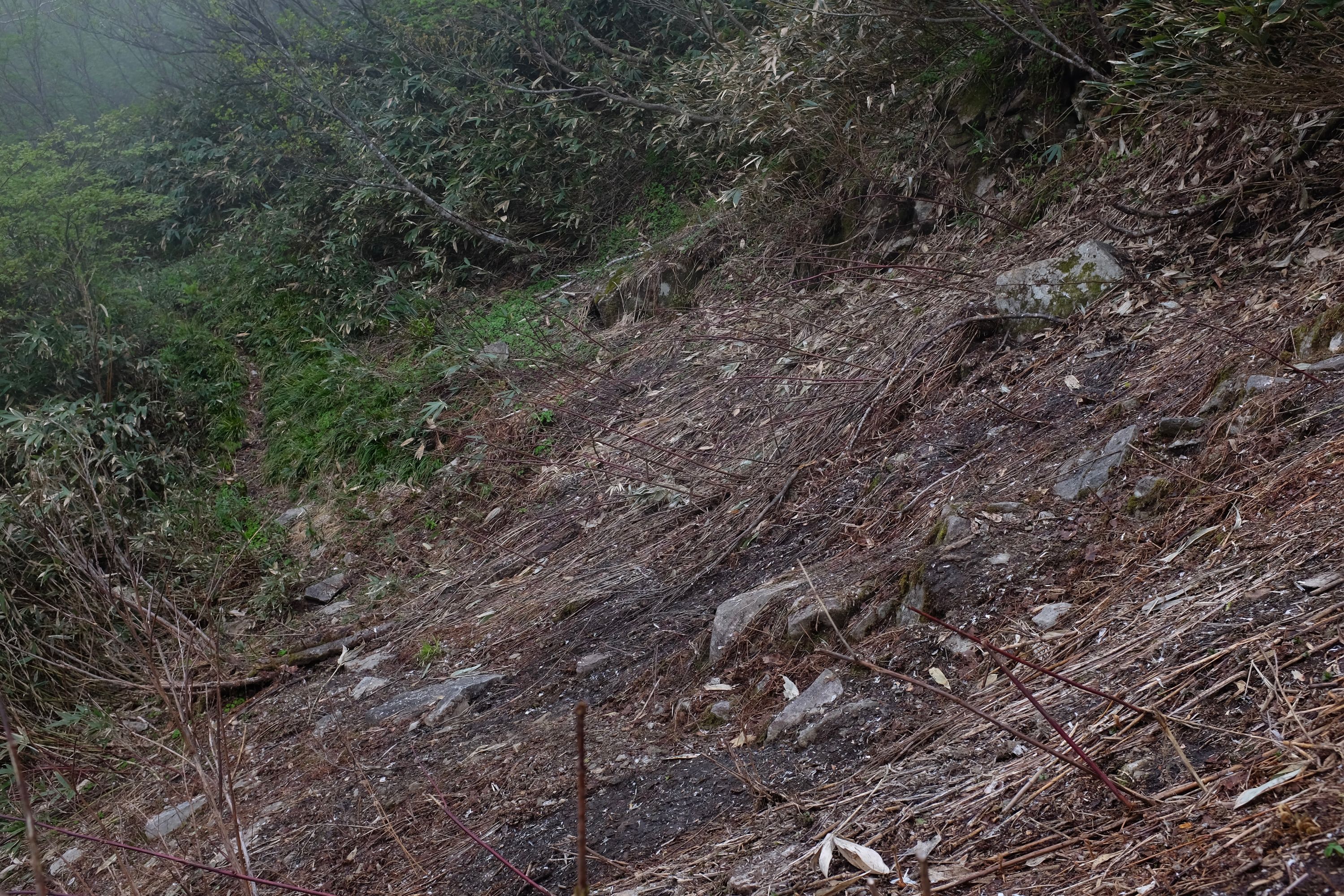 Grass flattened by last year’s snow in a mountain forest.