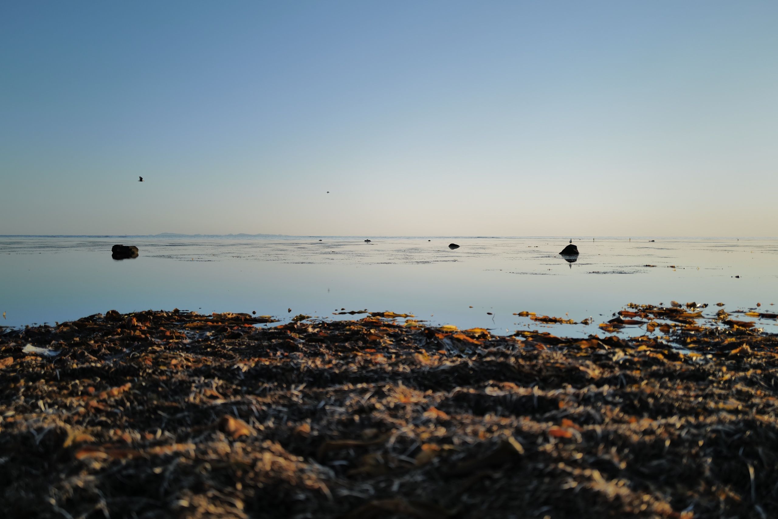 Looking out over beds of kelp on a very still sea, with the hills of an island, Sakhalin, on the horizon