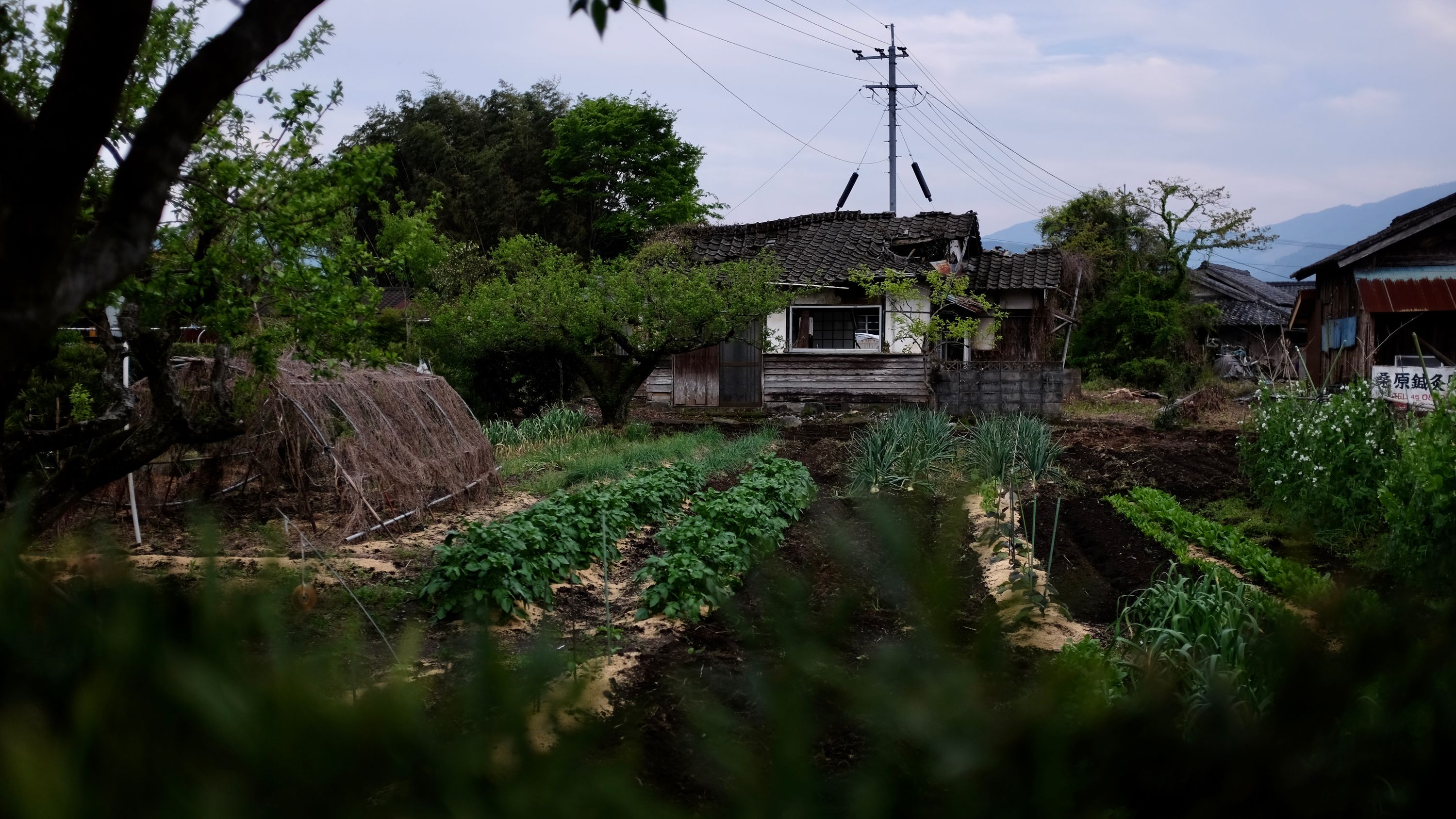 Looking into the vegetable garden of a country house.