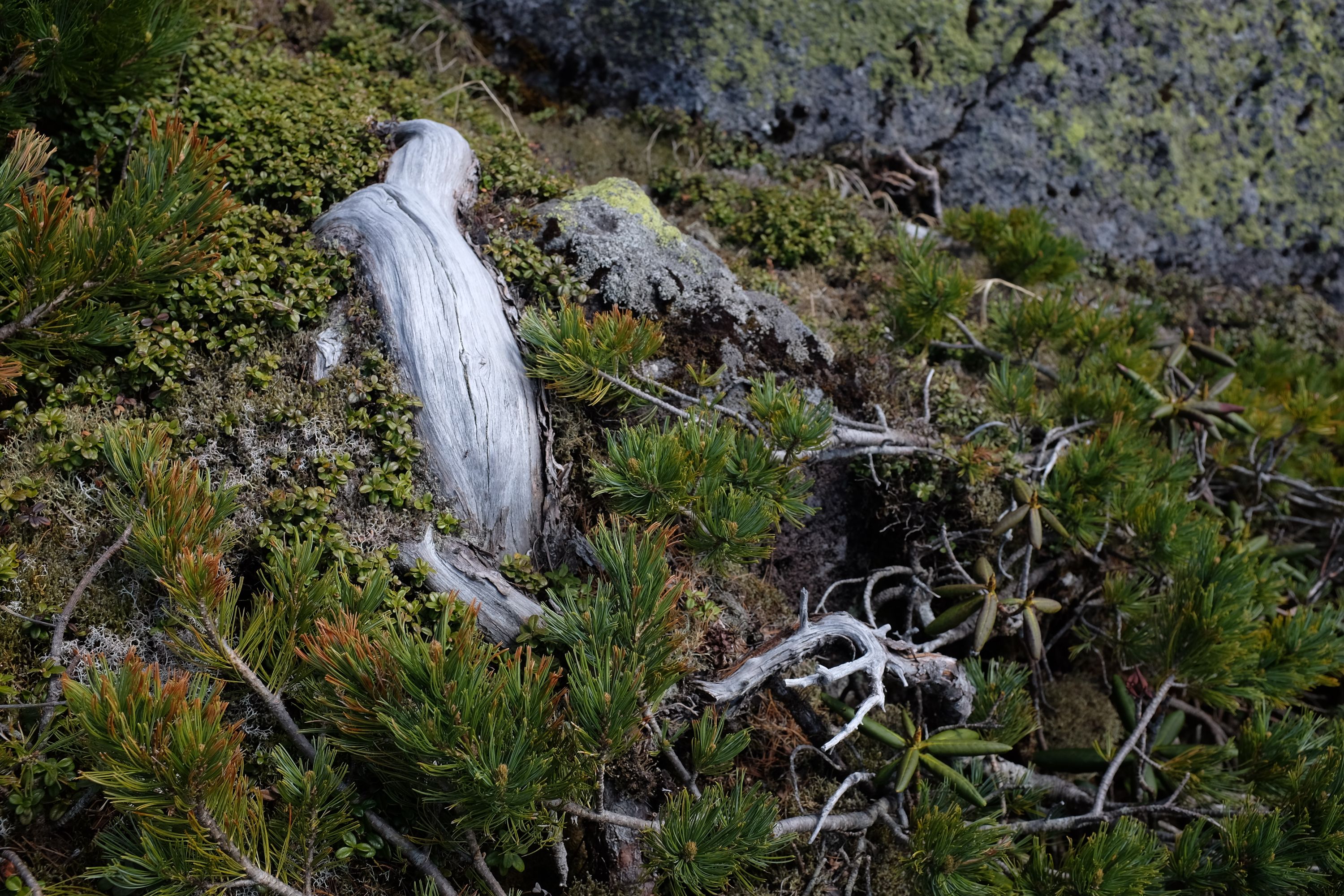 Dwarf pines, mosses, rocks, and a bare tree-trunk.