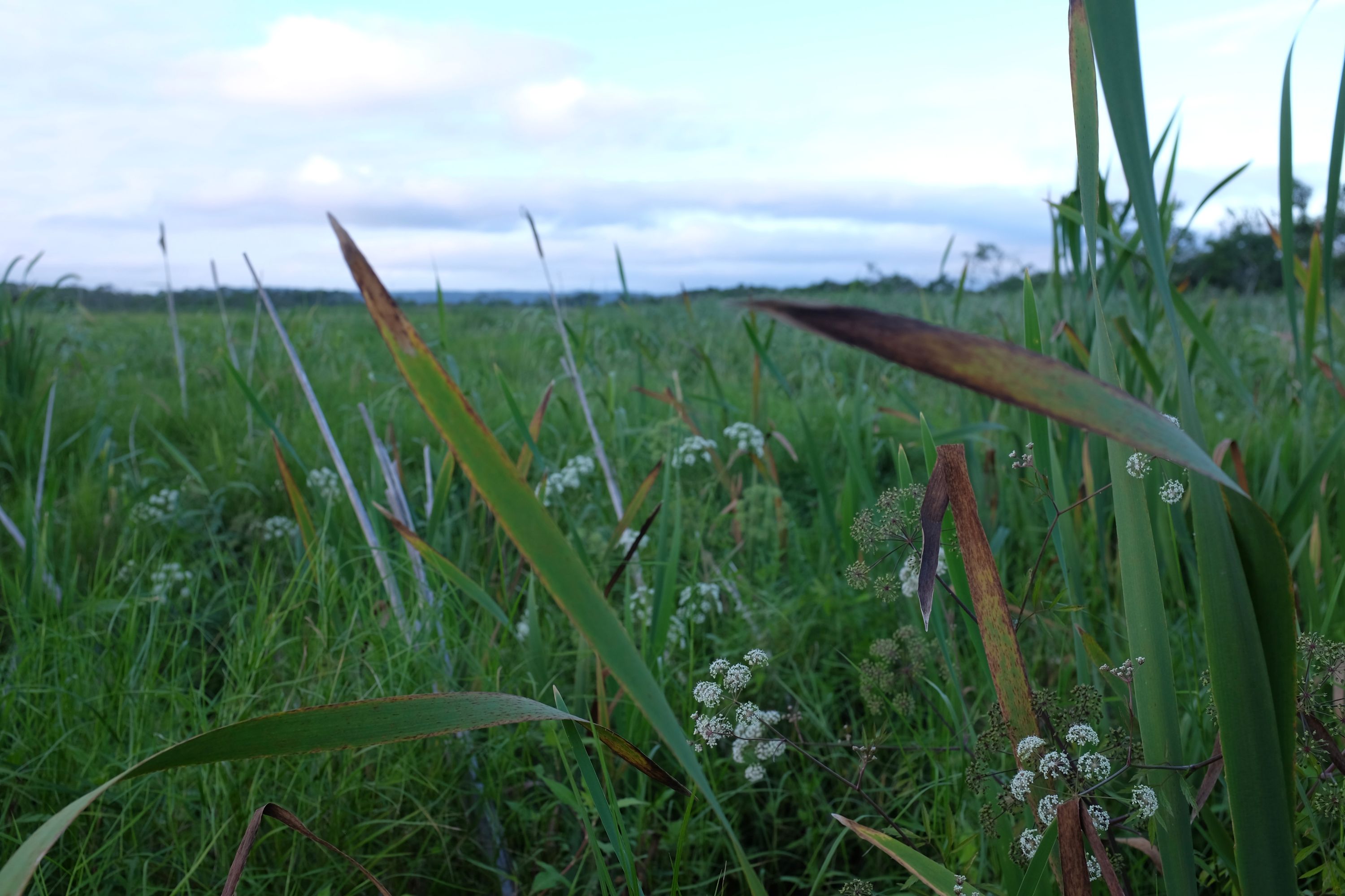 Various grasses growing in the meadow