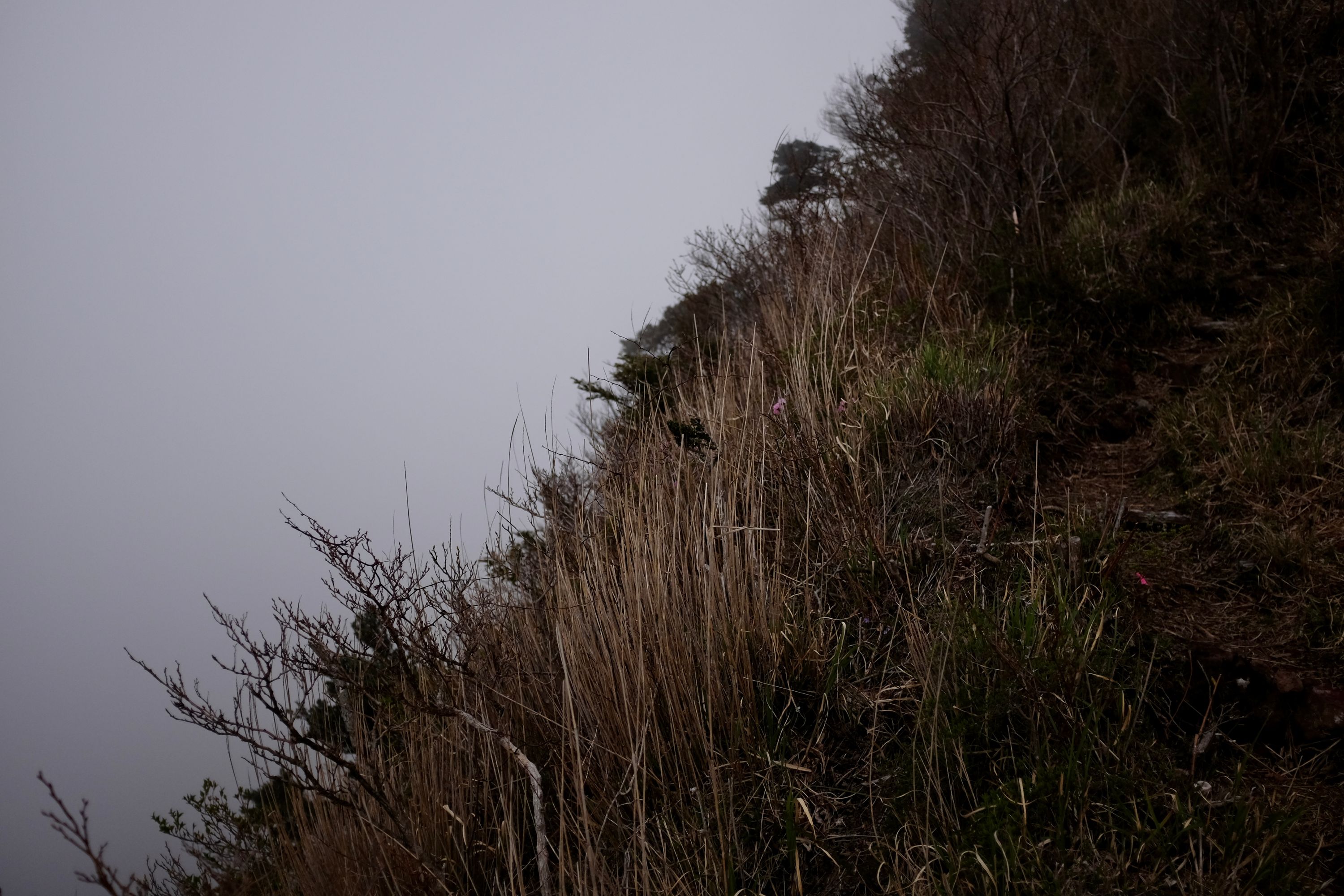 A steep field of grass and scrubs on a foggy day.