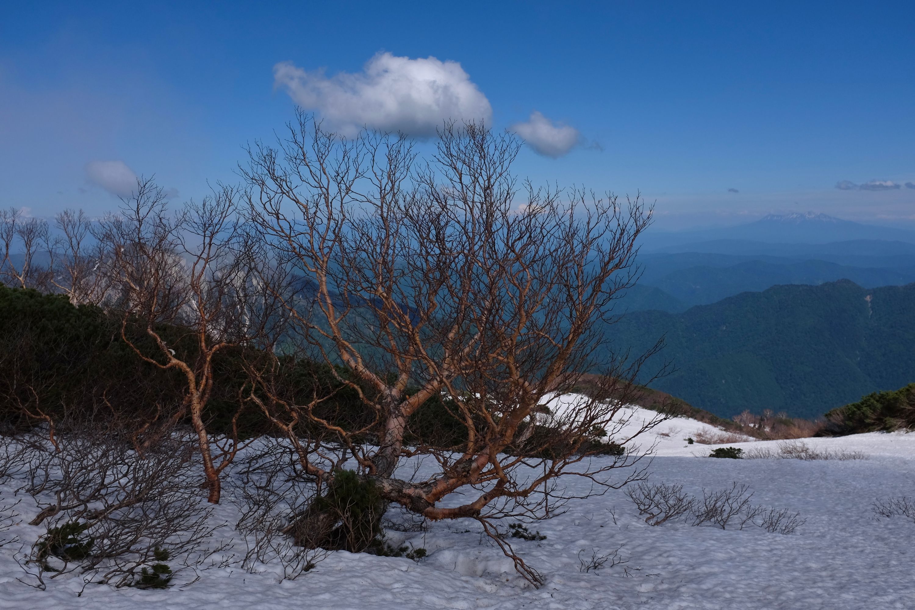 A dwarf Japanese birch tree standing in a snowfield.