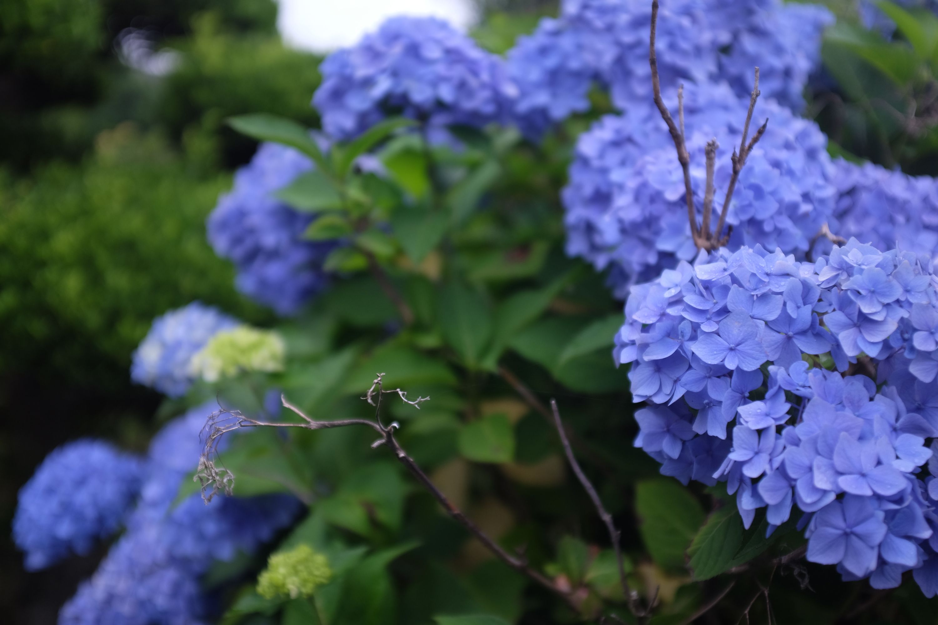Blue hydrangea in bloom.