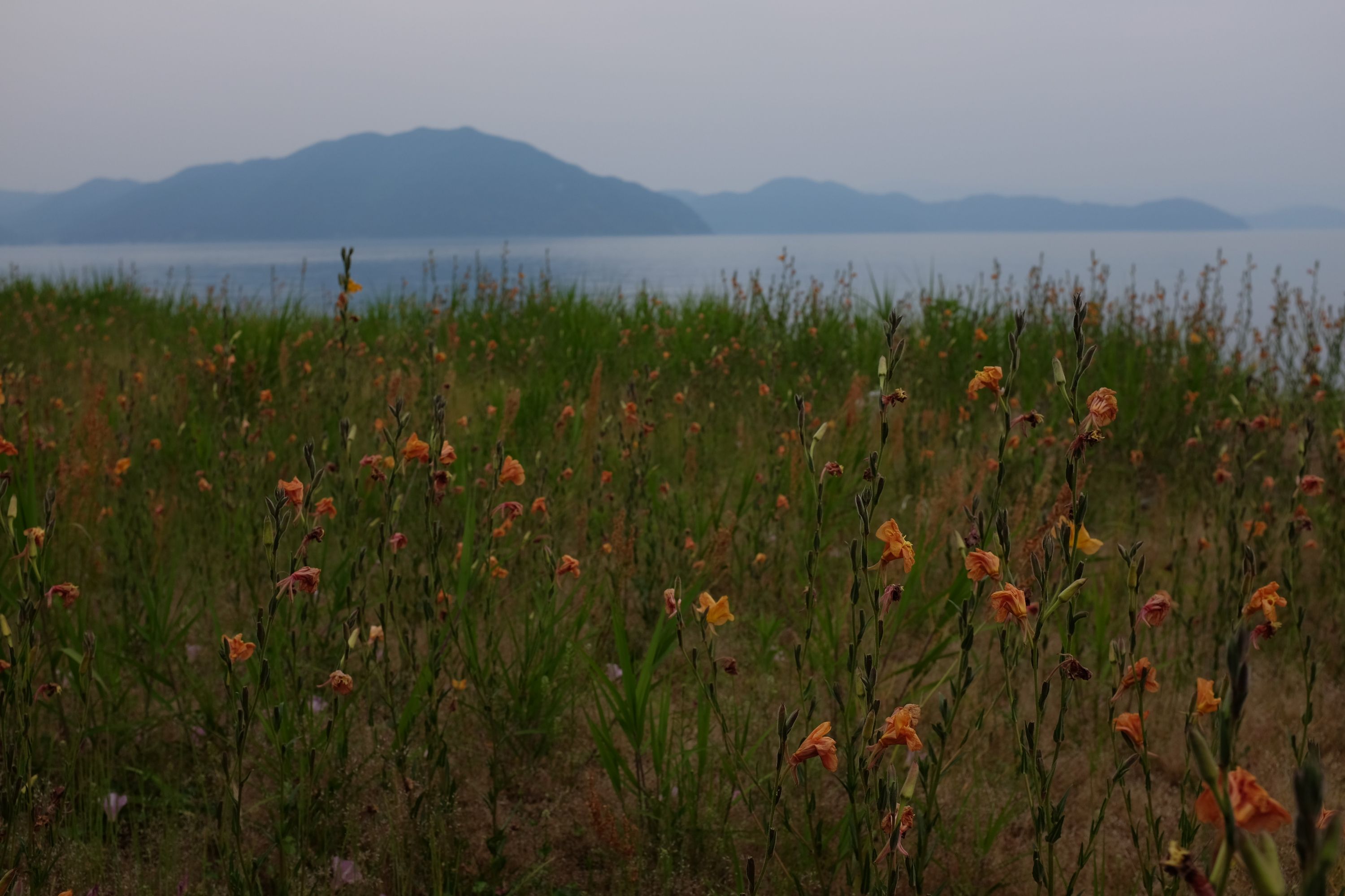 A flower-filled meadow with the lake in the background.