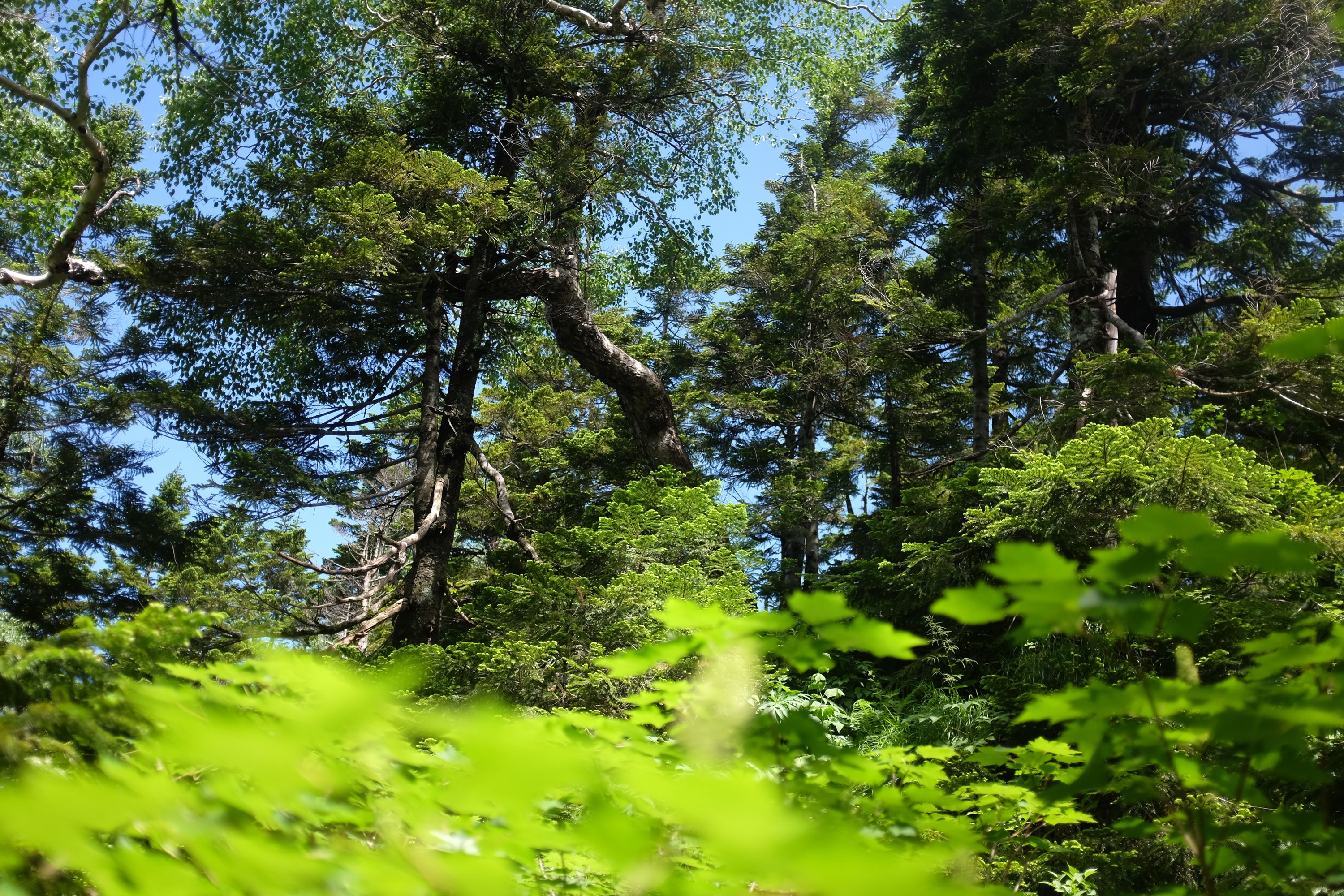 Looking up from the undergrowth into a very dense forest.