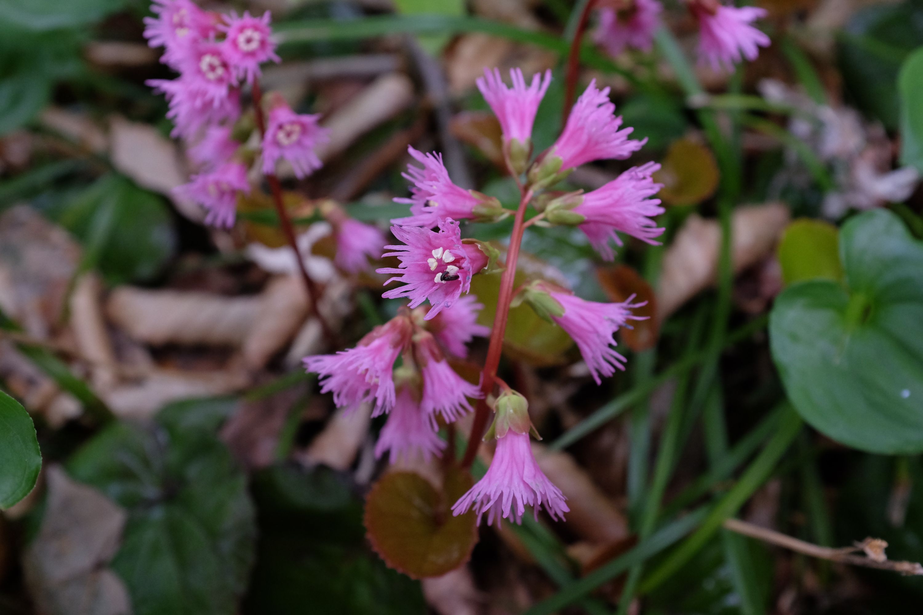 Pink flowers in the undergrowth.