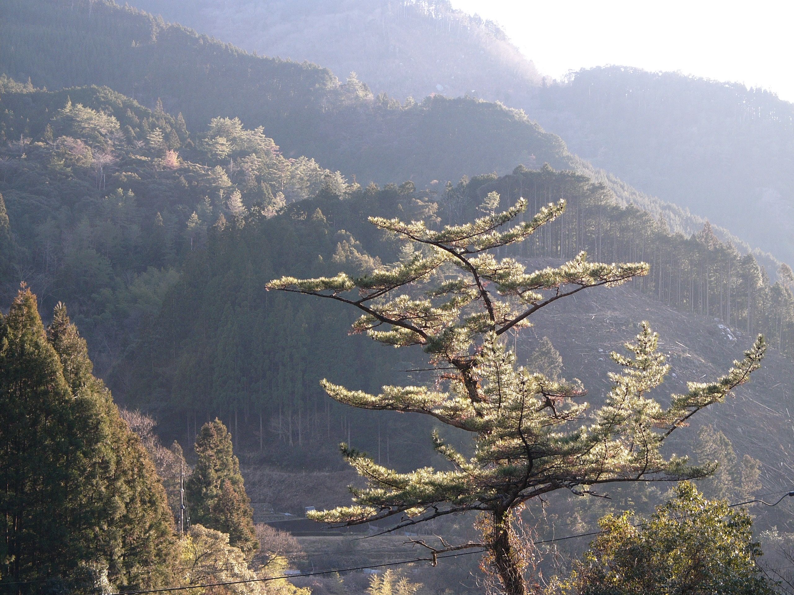 A very beautiful coniferous tree lit up by the afternoon sun.