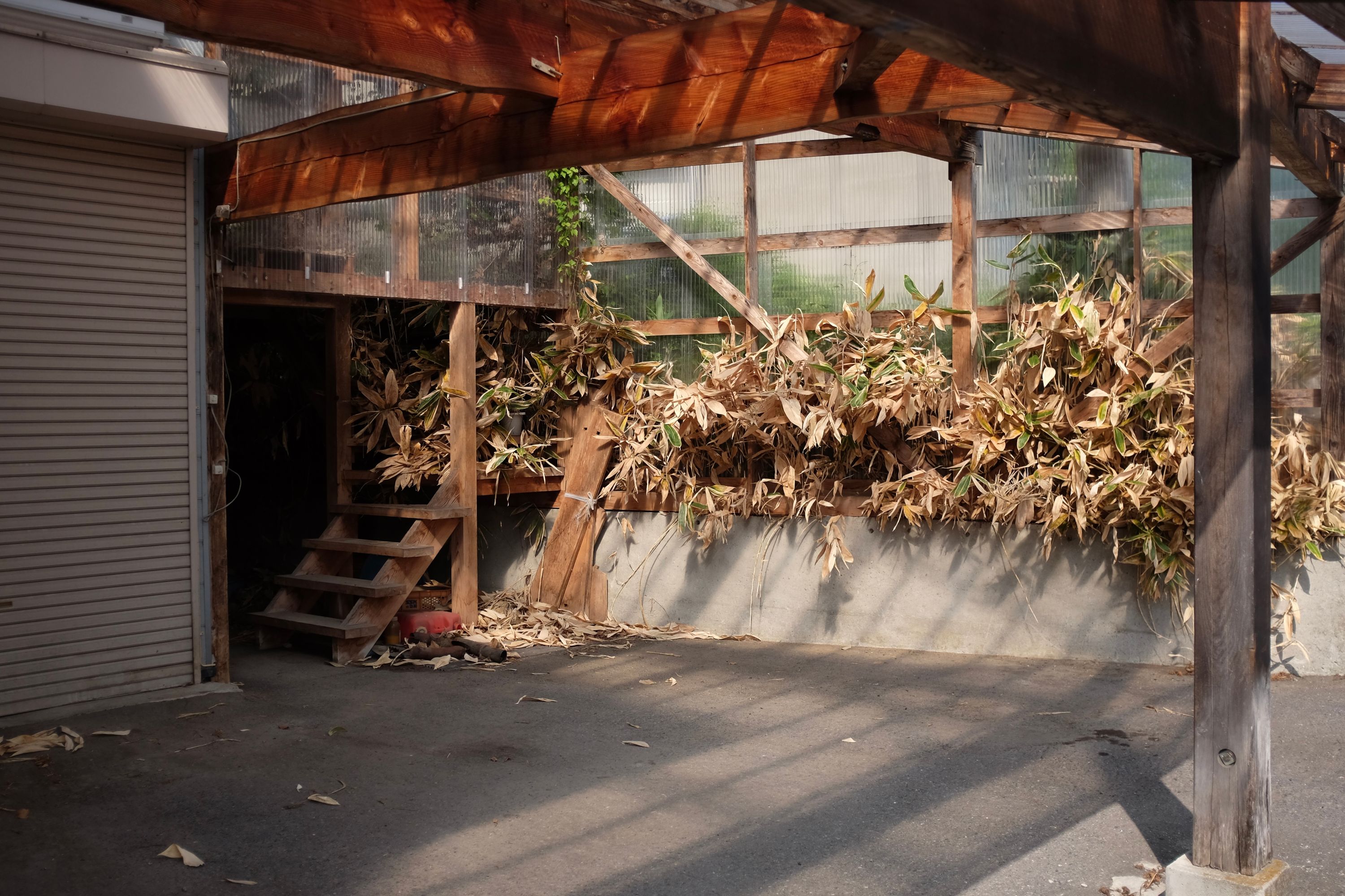 Bamboo grass grows through the wall of the parking garage of an abandoned house.