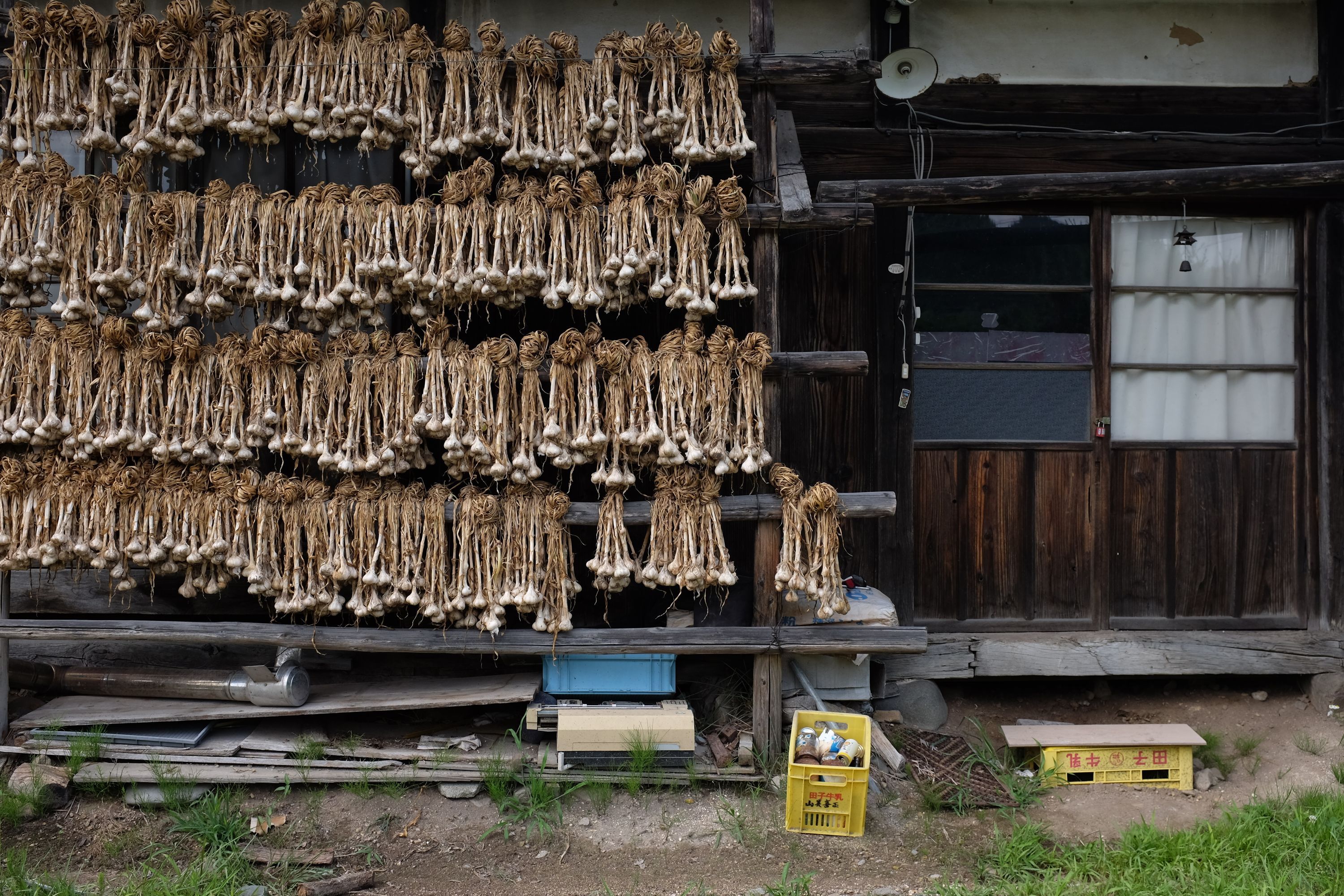 Braids of garlic drying on the outside wall of a house.
