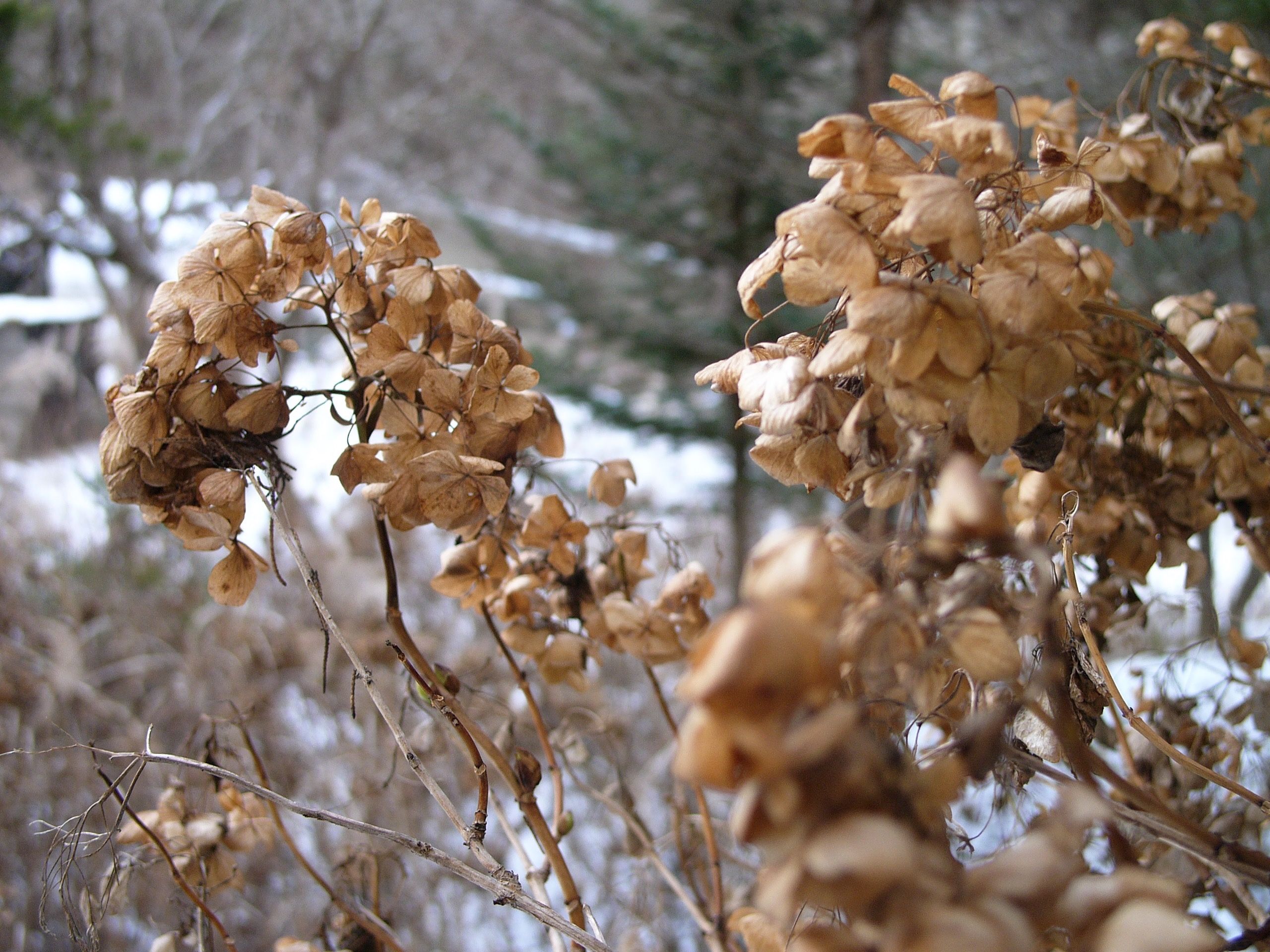 Dried hydrangea flowers on a sunny winter day.