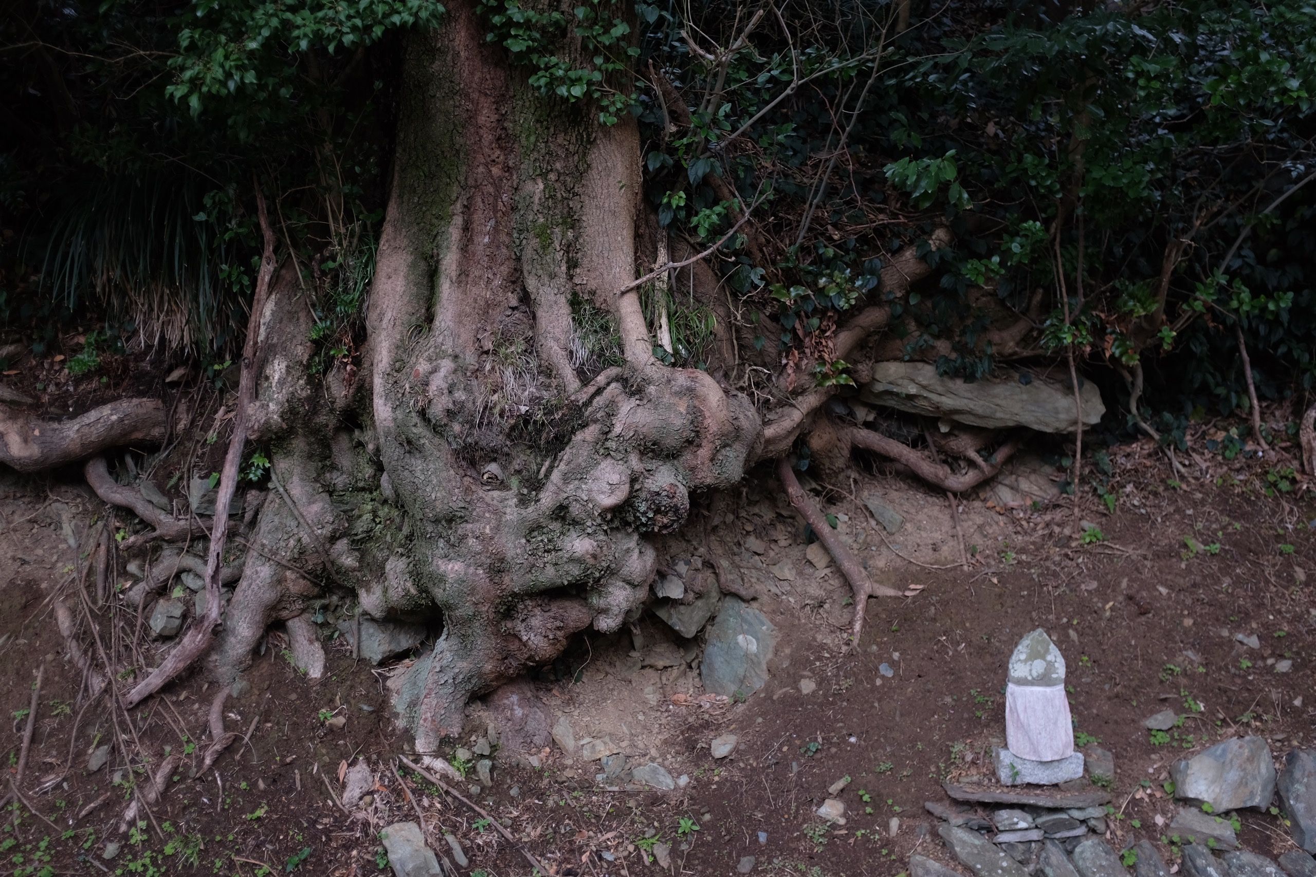 A small roadside shrine nestled in the exposed roots of a very large tree.